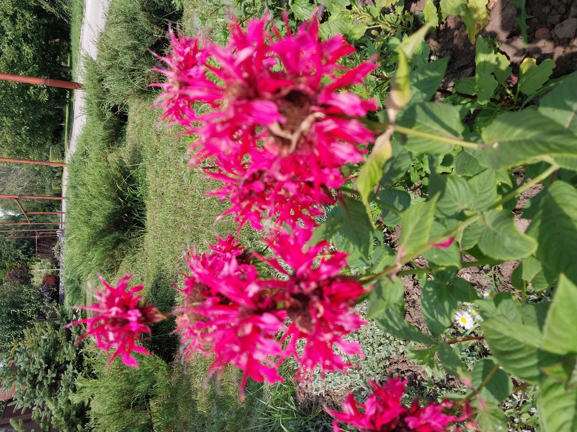 The image shows a cluster of bright pink Bee Balm flowers in the foreground, with several other flowers and green foliage. In the background, a paved path is visible, flanked by green bushes and trees. A tall metal structure, possibly part of a fence or support, is present in the mid-ground. The scene appears to be an outdoor setting, likely a park or garden, in the village of Doslidne, Ukraine, given the context of its likely location. The lighting suggests it is daytime.