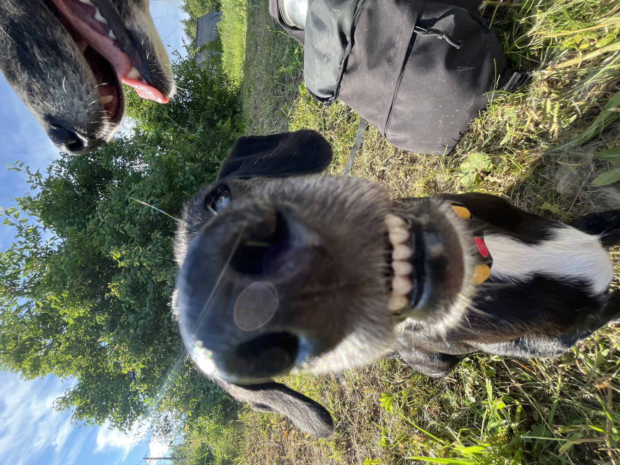 Two dogs are in the foreground of this outdoor, low-angle photograph. The dog in the closest foreground, a black and white mixed breed, has its snout filling much of the frame, with its mouth open to reveal teeth and a pink tongue. Its ears are floppy, and it appears to be wearing a yellow and red collar. Behind this dog, to the right, is a black backpack. In the upper right corner of the image, the head and open mouth of a second dog, a greyhound or similar breed, are visible. The background consists of green trees and a bright blue sky with white clouds. The scene is outdoors, likely in a park or grassy area, given the presence of grass and foliage. There are no visible human subjects. The location is not identifiable as Nizhny Tagil, Russia, or any other specific city.