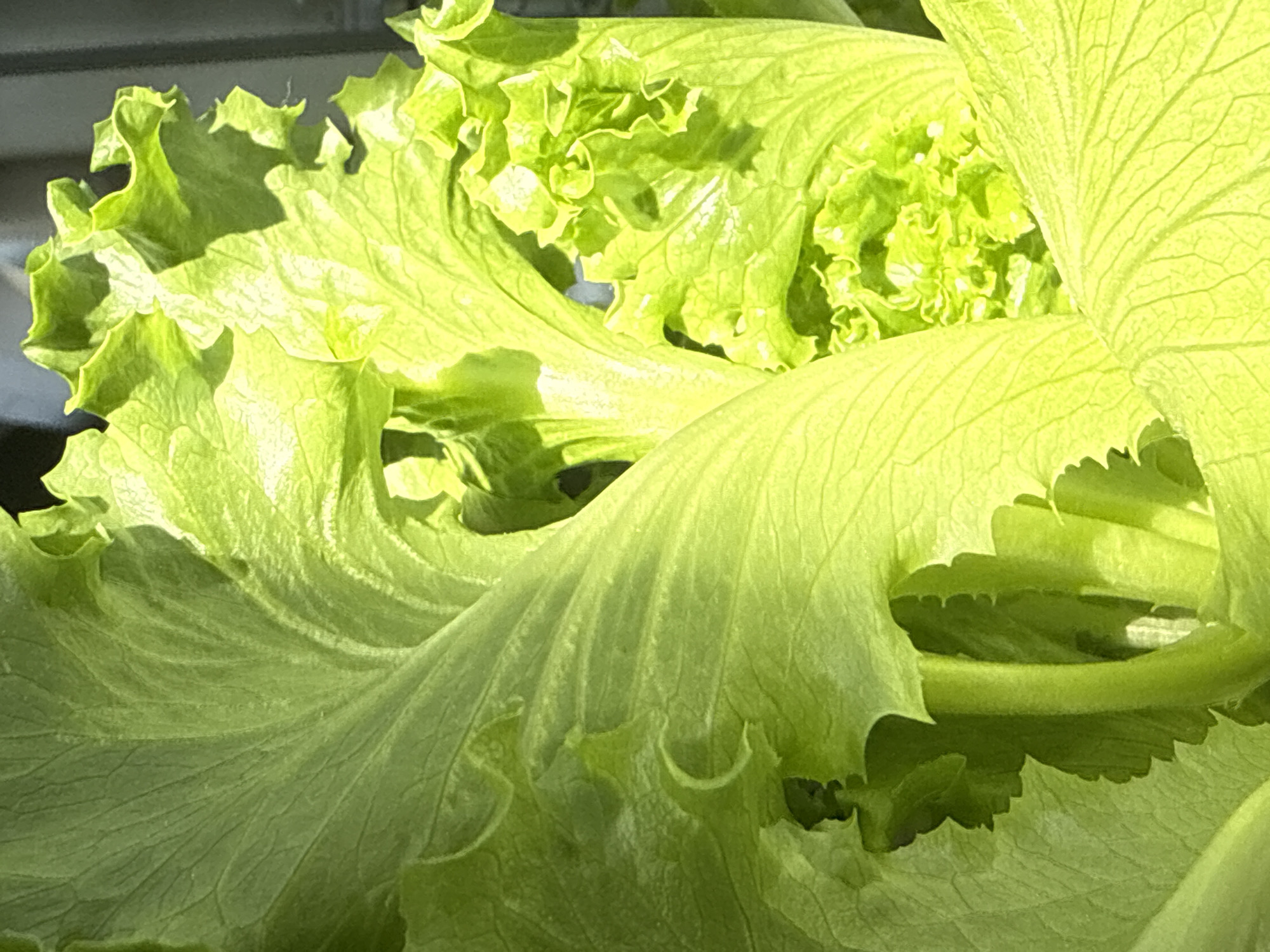 This media file is a close-up, eye-level, horizontal shot of bright green, leafy lettuce. The lettuce appears fresh and vibrant, with ruffled edges and prominent veins visible on the leaves. The lighting suggests it is daytime, possibly outdoors given the natural light and shadows. The background is out of focus, but hints of a dark, possibly textured surface, are visible at the top left, which could be a wall or a fence. The focus is entirely on the lettuce, highlighting its texture and form. There is no visible text, people, or any indication of an event taking place. The overall impression is of a simple, natural subject captured in detail. The location context provided is Teberda, Russia.