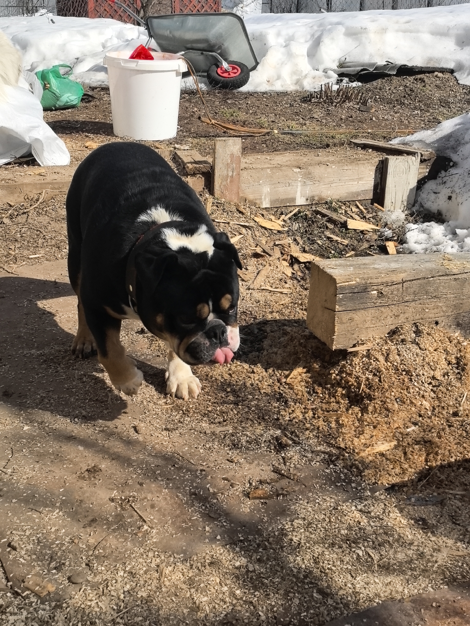 The scene is located in Noviy, Russia. It depicts an outdoor area characterized by a mix of dirt, wood shavings, and residual snow, indicative of a transitional season. In the immediate foreground and center, a black, tan, and white bulldog-type dog, wearing a dark collar, is positioned with its head down, actively licking a patch of ground covered in sawdust. Its pink tongue is extended. To the dog's right, a large, rough-hewn wooden beam lies horizontally on a pile of sawdust. The background features several objects and environmental elements: a large white object (possibly a tarp), a white plastic bucket containing a red object, a green plastic bag, and a grey wheelbarrow with a red wheel, all situated near a snowbank. Further back, more snow piles are visible alongside areas of exposed earth and dry vegetation, bordered by a partial view of a metal fence. Bright sunlight casts defined shadows across the scene.