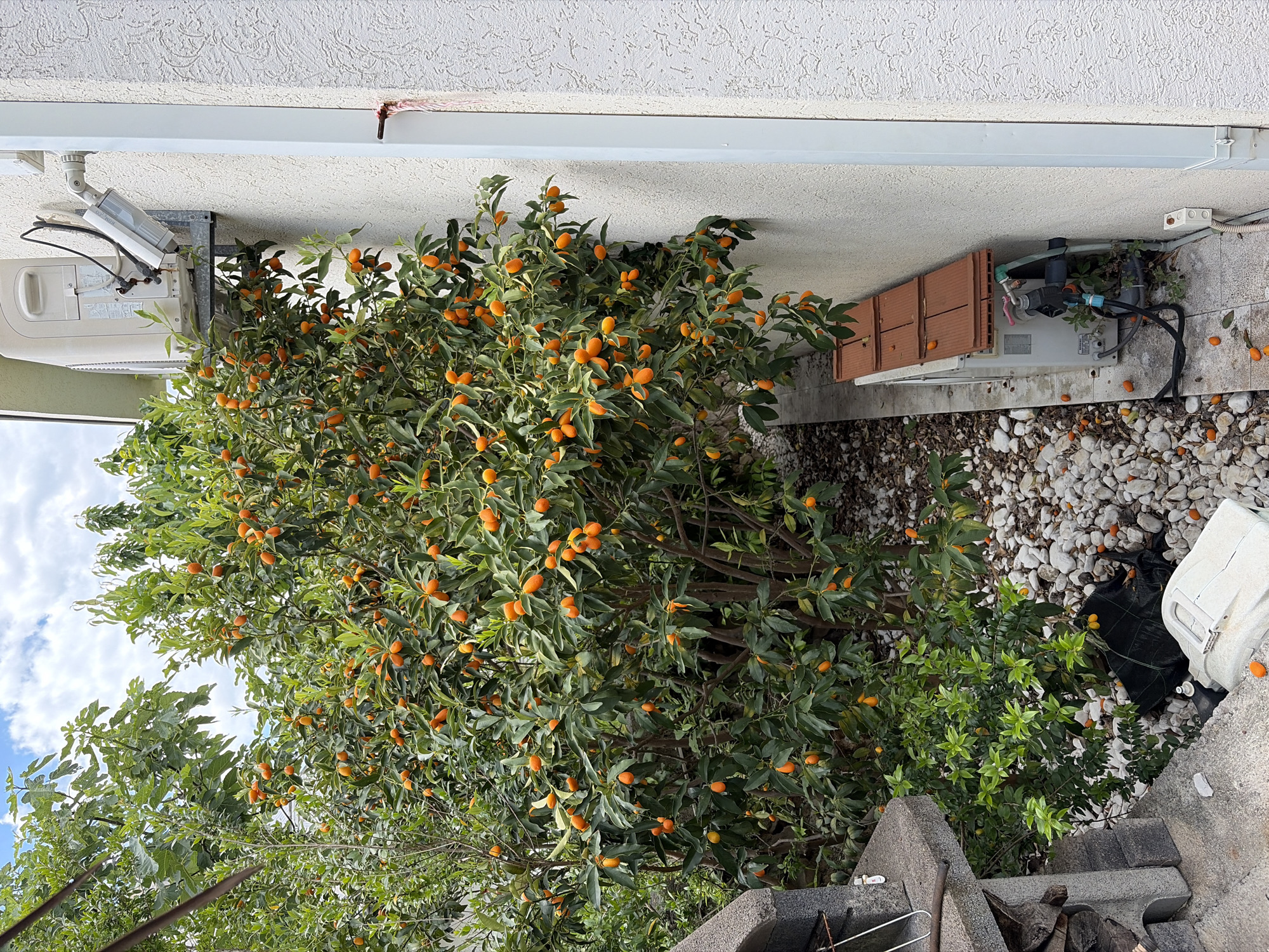The image depicts a kumquat tree heavily laden with ripe, orange fruit, growing beside a white building in an outdoor setting. The tree is situated next to the building's exterior, with its branches reaching close to a security camera and other attached fixtures. The ground around the base of the tree is covered with pebbles and fallen kumquats. A black trash bag and a partially visible white container are positioned near the base of the tree. The presence of the kumquat tree suggests a Mediterranean or subtropical climate. The location is Krašići, Montenegro.
