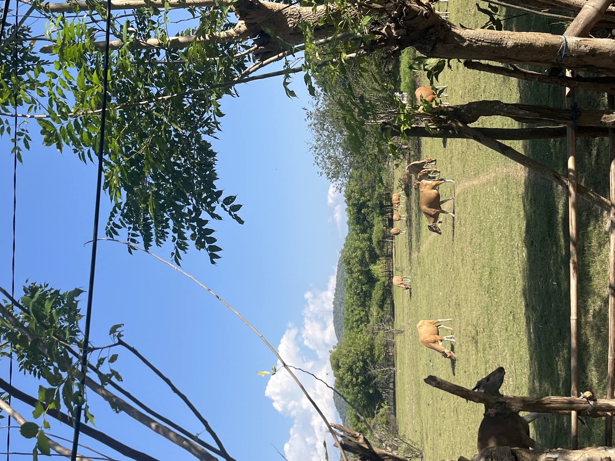 The image depicts a pastoral scene in Desa Lamunga, Indonesia, featuring a herd of brown cows grazing in a sunlit, grassy field. The foreground is partially obscured by the rough-textured branches of trees and a rustic wooden fence made of bamboo poles. In the midground, several cows are visible, some actively grazing while others stand or walk across the green expanse. A winding dirt path cuts through the field, suggesting a frequently trodden route. The background reveals a lush, treeline bordering the field, with rolling hills and a hazy mountain range in the distance. The sky is a vibrant blue, punctuated by fluffy white clouds, indicative of a clear and pleasant day. The overall atmosphere is serene and rural.