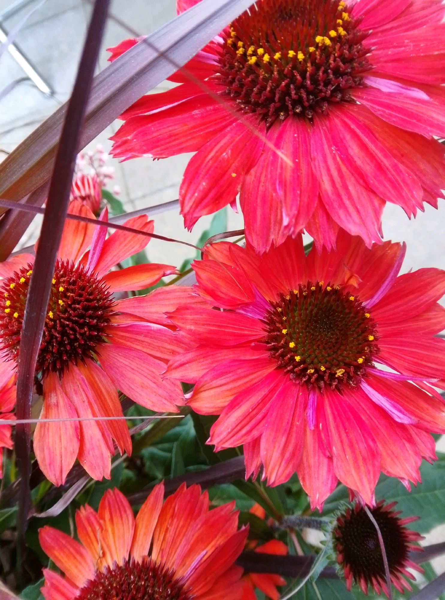 A close-up, eye-level, vertical shot showcases several bright red coneflower blooms with dark, spiky centers and yellow pollen. The flowers are arranged at various angles and depths within the frame. One large bloom dominates the upper portion of the image, while another is centered in the lower half. Smaller, partially visible blooms and darker foliage fill the background. The overall lighting suggests an outdoor setting, possibly a garden or park. The image was captured in Wedel, Germany.