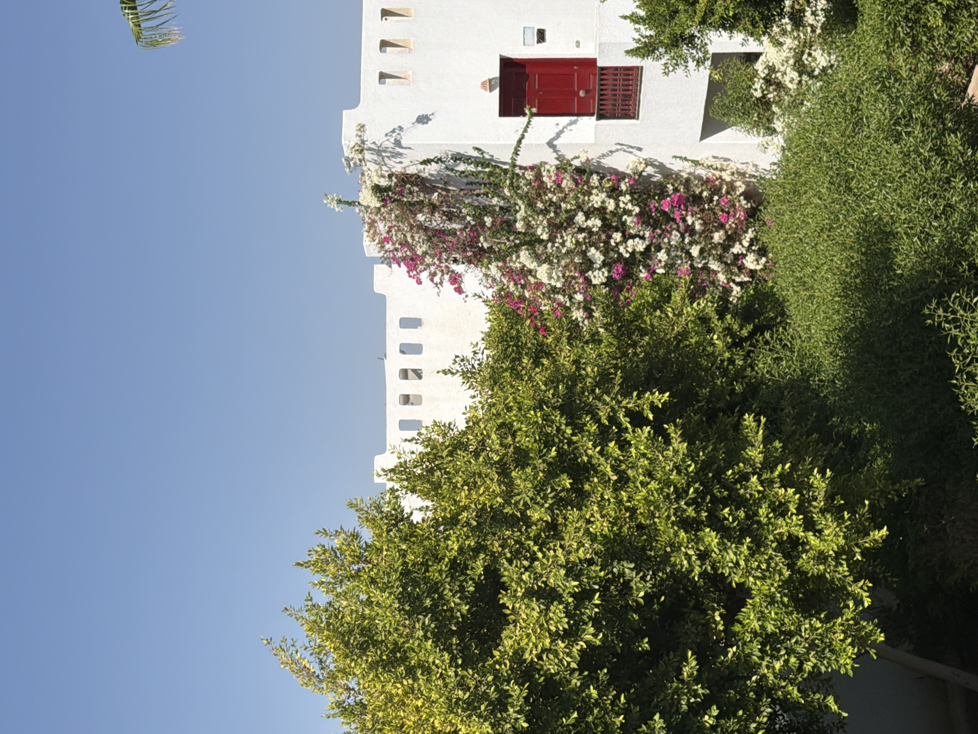 The image depicts a building facade and surrounding vegetation under a clear blue sky, likely in Sharm El Sheikh, Egypt, given the architectural style and lush greenery.
The building is white, with a crenellated rooftop and recessed rectangular openings. A prominent feature is a red door with a decorative metal grate, set within an arched alcove. To the left of the door, a balcony with a red metal railing juts out. Cascading down the white wall next to the door is a dense vine covered in abundant pink and white flowers, identified as bougainvillea.
In the foreground and to the left, a large, leafy green tree with bright green and yellow-tinged foliage dominates the scene. Its branches extend towards the building and partially obscure the upper parts of the white wall and rooftop. To the right of the building, another cluster of white flowering plants is visible, possibly more bougainvillea. The ground level is covered with dense, low-lying green bushes and foliage.
The lighting suggests a bright, sunny day, casting shadows on the building and foliage. No people or animals are visible in the frame. The overall impression is one of a well-maintained outdoor space, likely part of a hotel or resort, in a warm climate.
