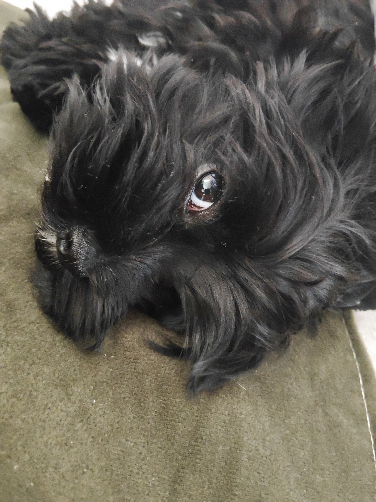 A close-up shot captures the face of a black dog, possibly a terrier mix, lying on a textured, olive-green surface. The dog's fur is shaggy and appears slightly tousled, with strands of hair framing its face. Its right eye is visible, reflecting light and appearing dark and shiny. The dog's wet nose is also prominent, with a textured, leathery surface. The image is focused on the dog's head and partially its body, with the background blurred. The setting does not contain any identifiable elements that would suggest a specific location within the city of Подстёпки, Russia.