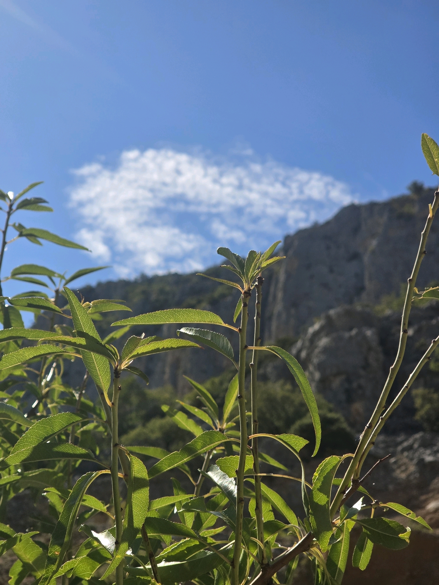 The image captures a close-up view of green foliage in the foreground, with branches and leaves reaching towards the viewer. The leaves are illuminated by sunlight, revealing their textured surfaces and intricate vein patterns. In the background, a rocky mountain or cliff face rises under a bright blue sky dotted with scattered white clouds. The scene appears to be an outdoor natural environment, possibly a park or a hiking trail in or around Podgorica, Montenegro, given the characteristic Mediterranean vegetation and the type of rock formations often found in the region. There are no people or animals visible in the frame. The overall atmosphere is serene and natural.