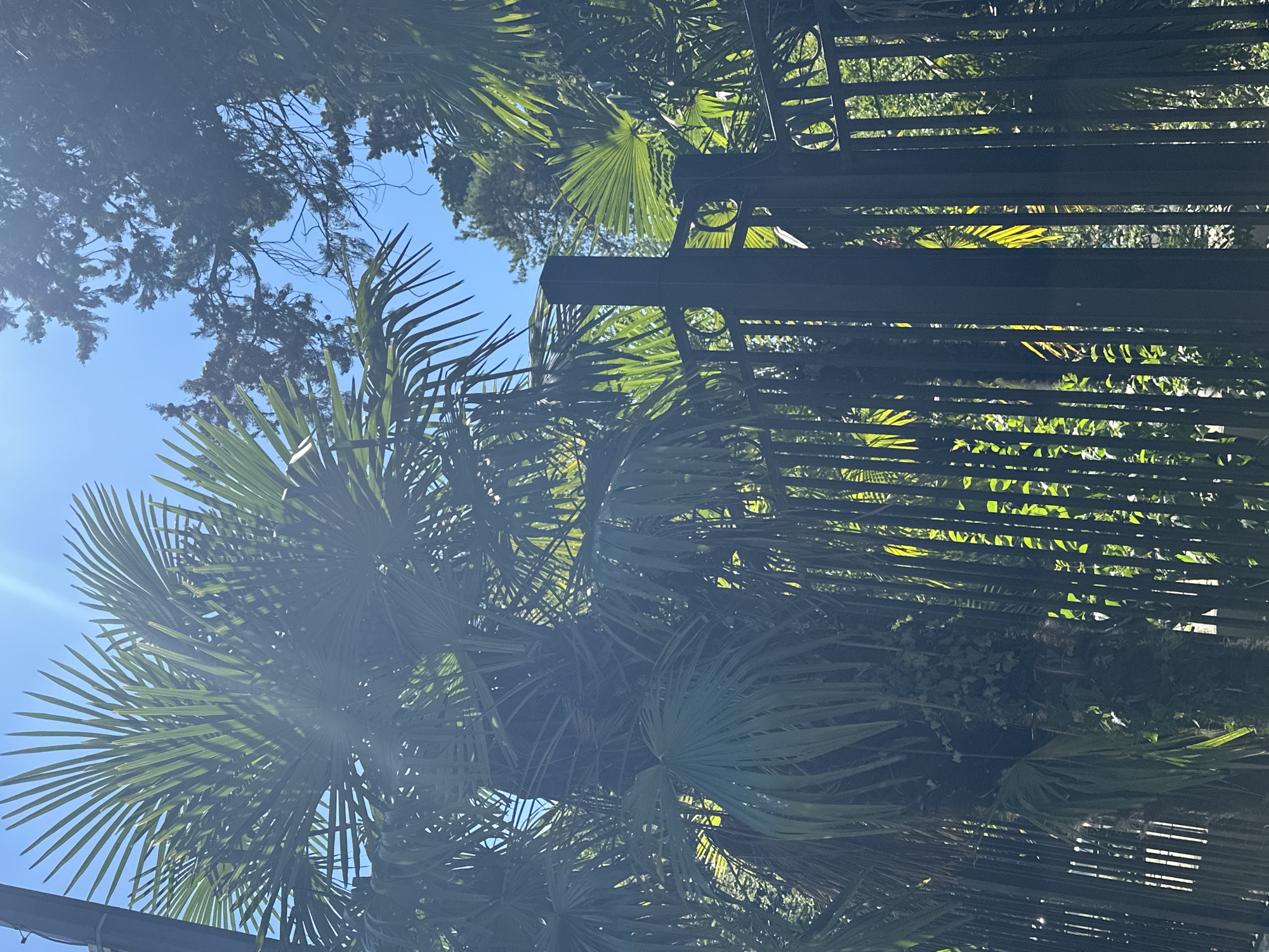 The image captures a view of a wrought-iron fence in front of lush palm trees and other greenery. The fence is dark and features decorative circular elements. Sunlight streams through the palm fronds, creating bright highlights and casting shadows. The sky is a clear blue, with some hints of darker tree foliage visible in the background. The scene suggests a warm, sunny day, possibly in a park or a well-maintained garden area. Given the presence of palm trees and the generally warm climate implied, this scene could be located in the city of Sochi, Russia, which is known for its subtropical climate and abundance of palm trees, particularly in its resort areas.