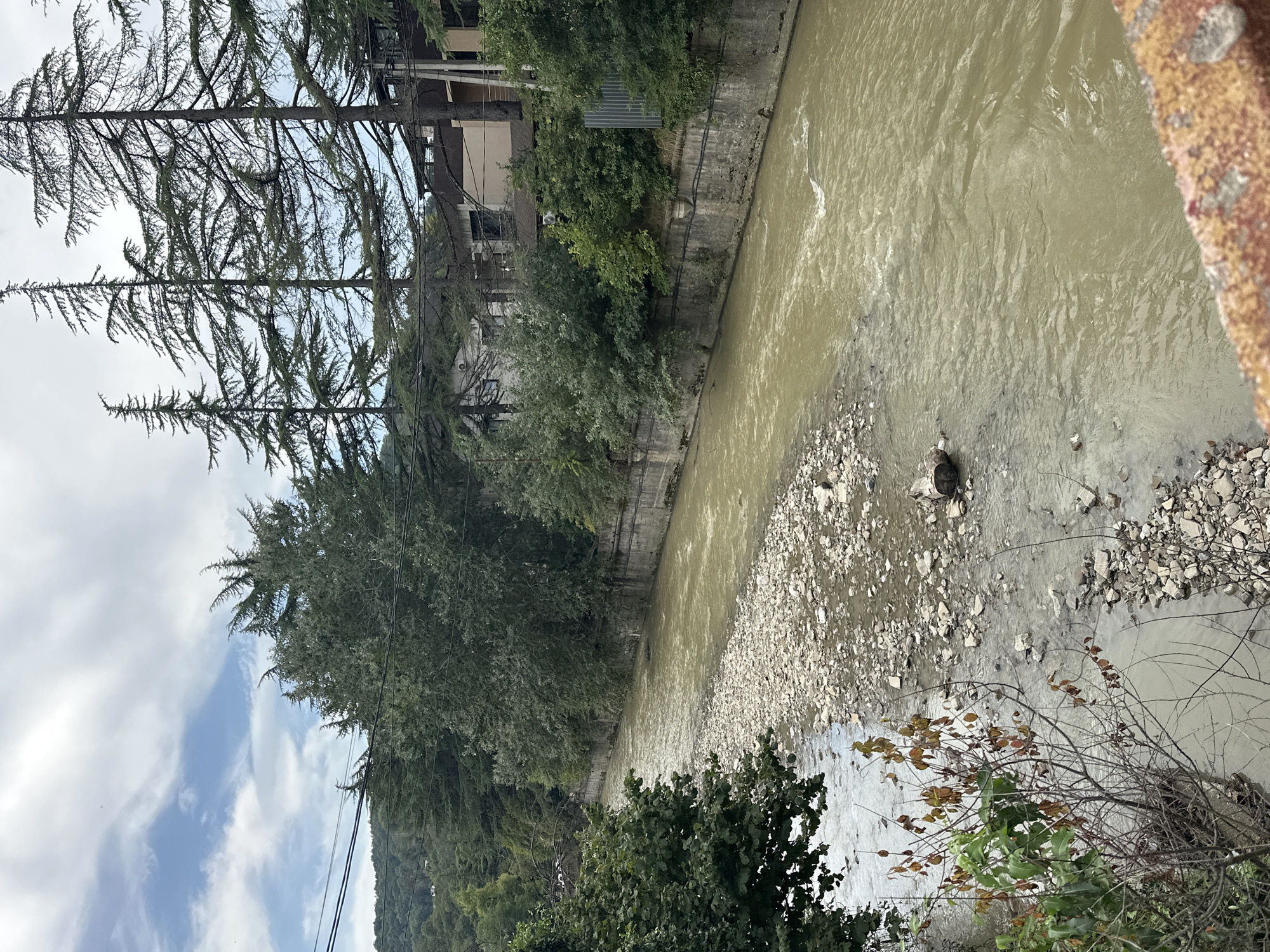 The image depicts a wide, murky river flowing through a channel lined with concrete walls. The riverbed in the foreground is exposed and covered with many gray and white stones. Lush green trees and tall, slender evergreen trees with sparse foliage line the banks of the river. Several buildings, appearing to be residential or commercial, are visible behind the trees on the right bank. Overhead, power lines are strung across the sky. The sky is partly cloudy with patches of blue. The overall scene suggests a natural setting within a developed area, possibly in Sochi, Russia, given the presence of evergreen trees often found in the region. There are no people or animals visible in the image. The focus is on the natural environment interacting with man-made structures.