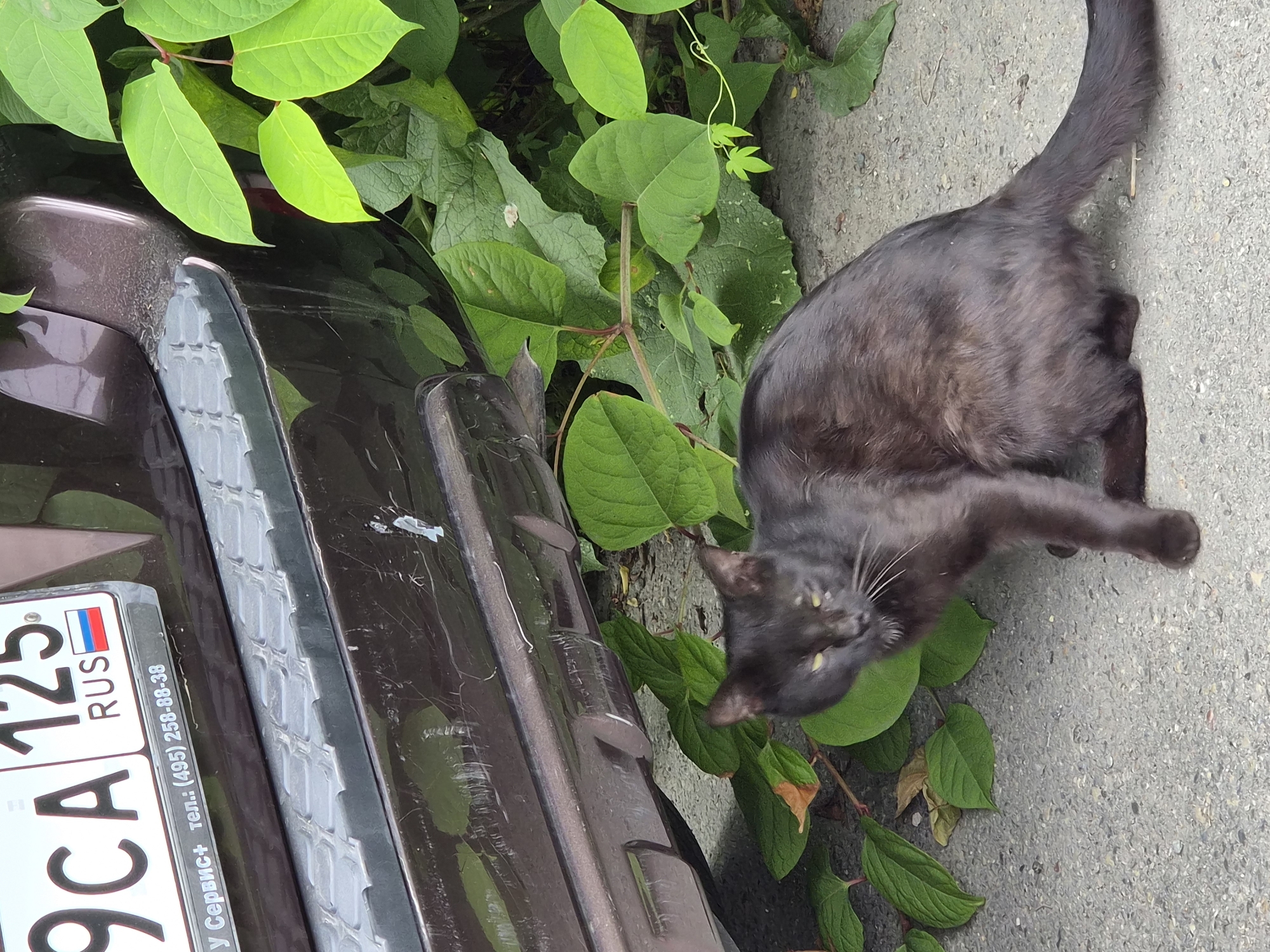 The image shows a black cat sitting on asphalt next to a dark brown car bumper. The bumper has visible scratches and scuff marks. A license plate is visible on the car, reading "9CA 125 RUS" with the Russian flag. Below the license plate, there is text that appears to be a phone number and service information. Lush green foliage surrounds the car and the cat. The scene appears to be outdoors, possibly on a street or parking area in Vladivostok, Russia, given the Russian license plate. The cat is facing slightly to the left, with its yellow-green eyes looking towards the viewer. The cat's tail extends to the right. The overall lighting suggests it is daytime.