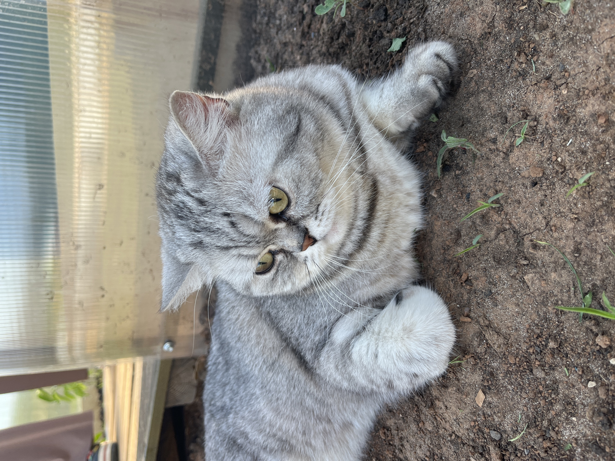 A gray tabby cat is lying on its side on dark soil. The cat's head is tilted towards the camera. The cat is next to a translucent, corrugated material that appears to be a wall or barrier. Small green plants are scattered on the soil near the cat. The location is likely the city of Chaikovsky, Russia.