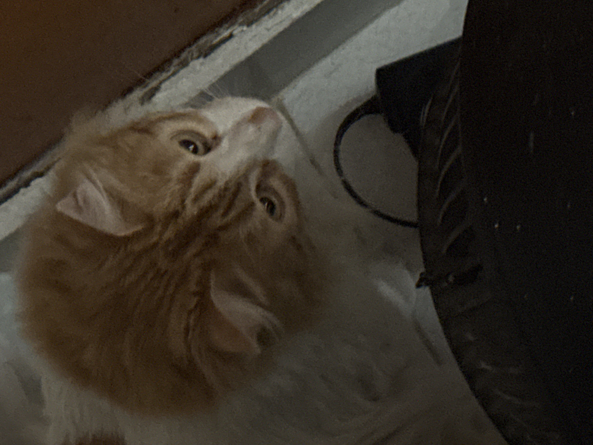 An orange and white cat is looking up at the camera. The cat is indoors, near what appears to be a window or doorway. A black object is also visible. There is no indication of this image being taken in Puebla, Mexico.