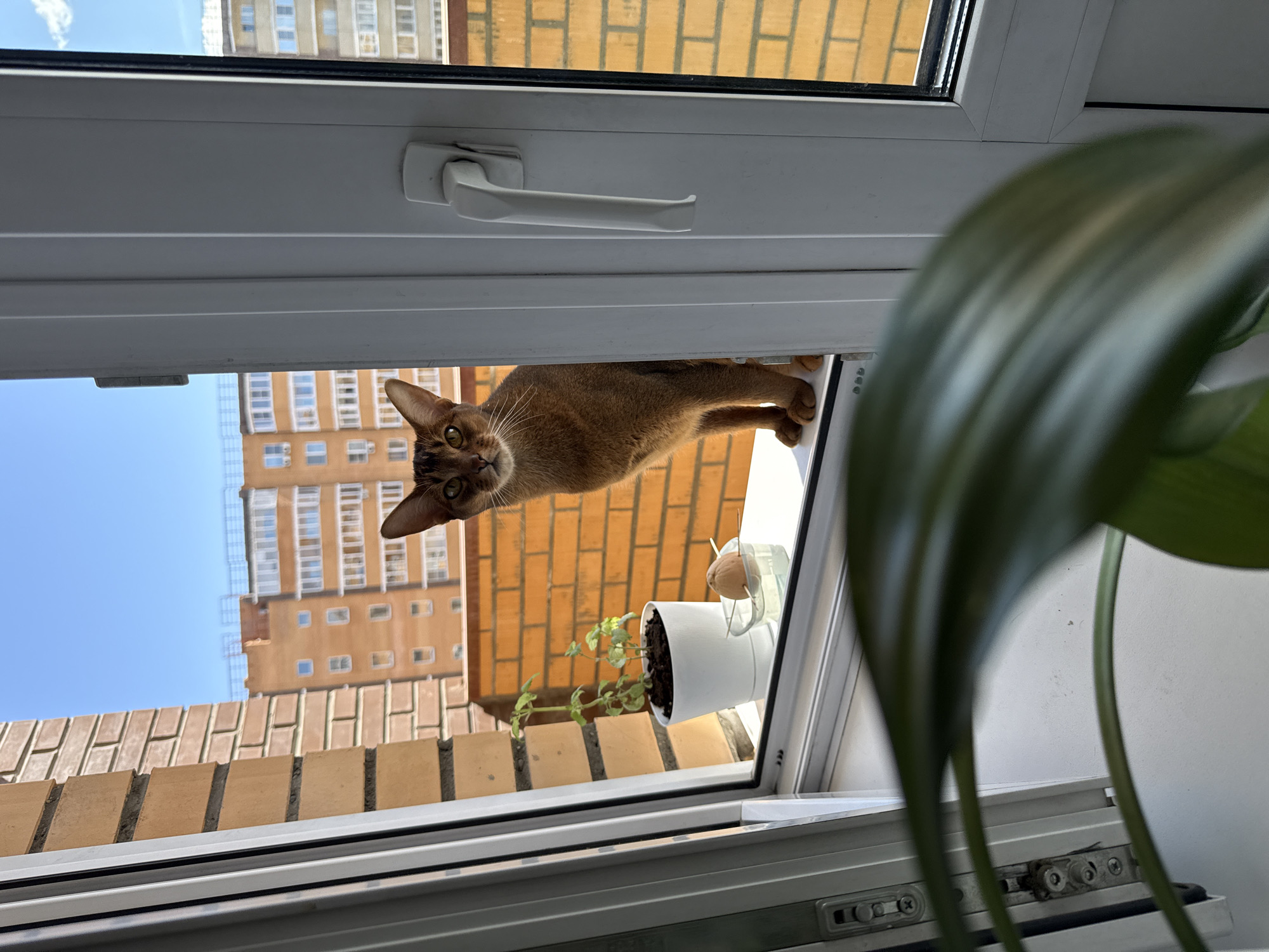 A medium shot taken through an open window in Krasnoyarsk, Russia, reveals a ginger cat perched on the window frame, gazing into the camera. Outside the window, a brick building rises against a clear blue sky. A small potted plant sits on the windowsill, next to a vase holding a single avocado seed held with toothpicks. The interior of the room is visible on the right side of the frame, where part of a large green houseplant is seen.
