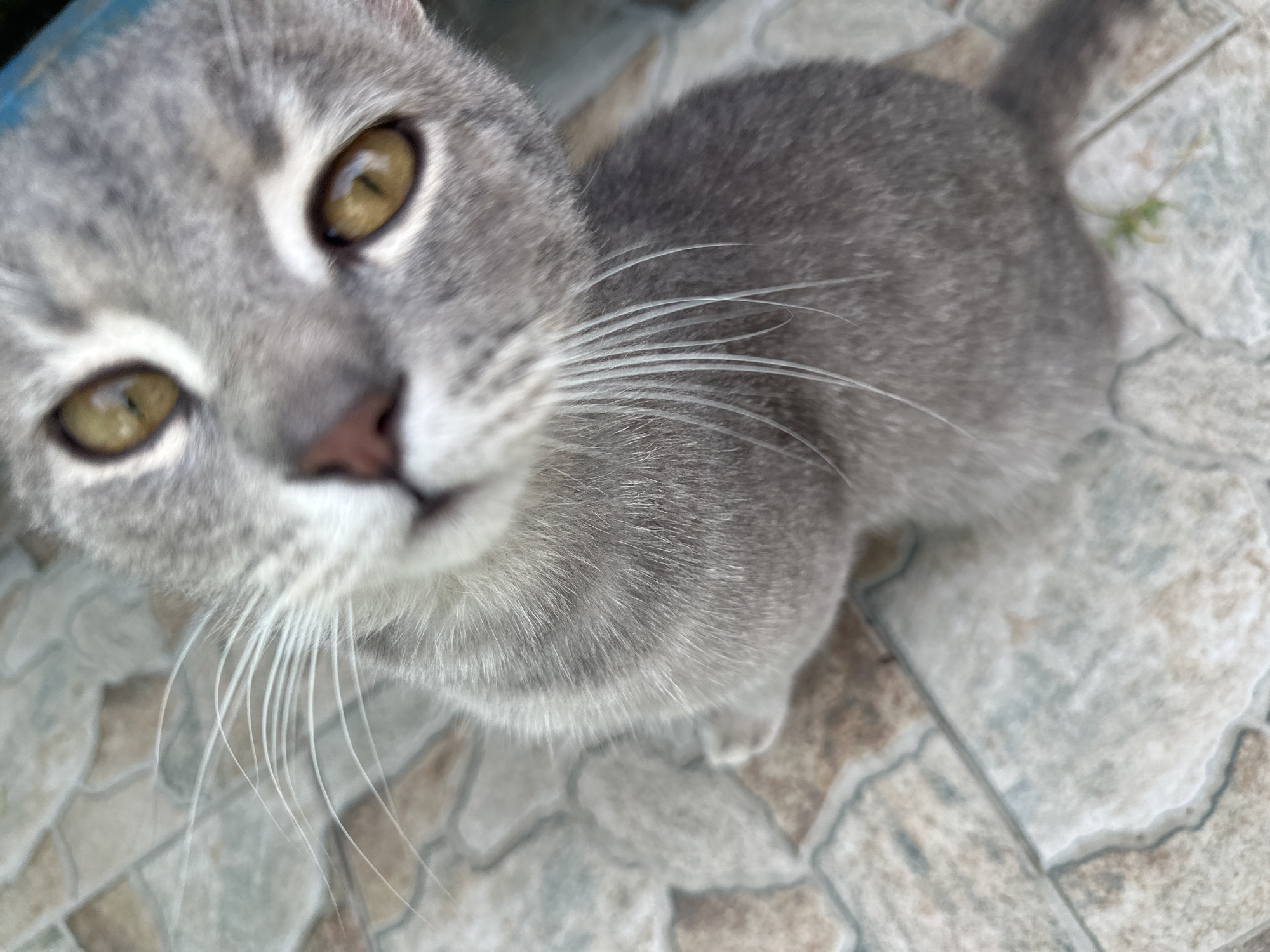A close-up, overhead shot shows a grey cat with yellow eyes looking directly up at the camera. The cat's face is in focus, with its whiskers prominently displayed. The cat is sitting on a tiled floor with a pattern of beige, white, and light blue tiles. The background is blurred, with some green foliage visible. The image was taken outdoors in Unknown, Unknown.