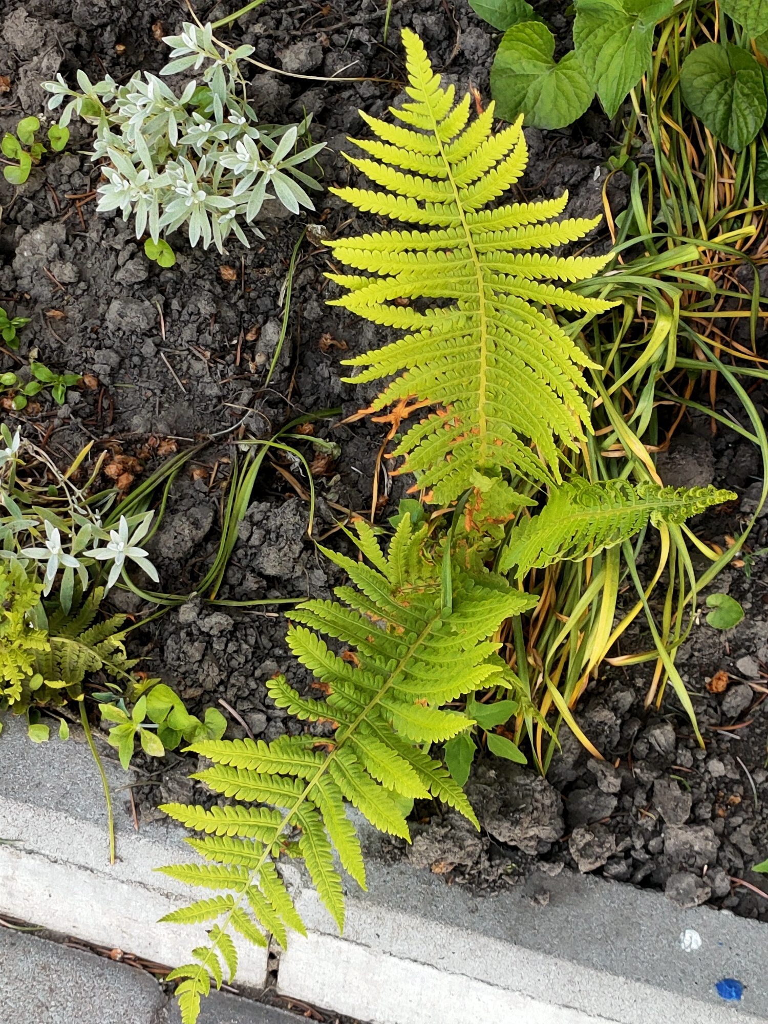 The image shows a close-up, top-down view of a garden bed with various plants and dark soil. In the foreground, a light gray concrete edge borders the garden. The dominant plants are bright green fern fronds, some fully unfurled and others just beginning to curl. Interspersed among the ferns are thinner, grass-like plants with yellow and green hues. To the left of the frame, a small cluster of plants with silvery-green, needle-like leaves is visible, along with two small, star-shaped white flowers. The soil is dark and appears somewhat dry and clumpy. The scene suggests an outdoor environment, likely in a garden or park. No people or specific actions are depicted. The metadata indicates the location is Nosivka, Ukraine.