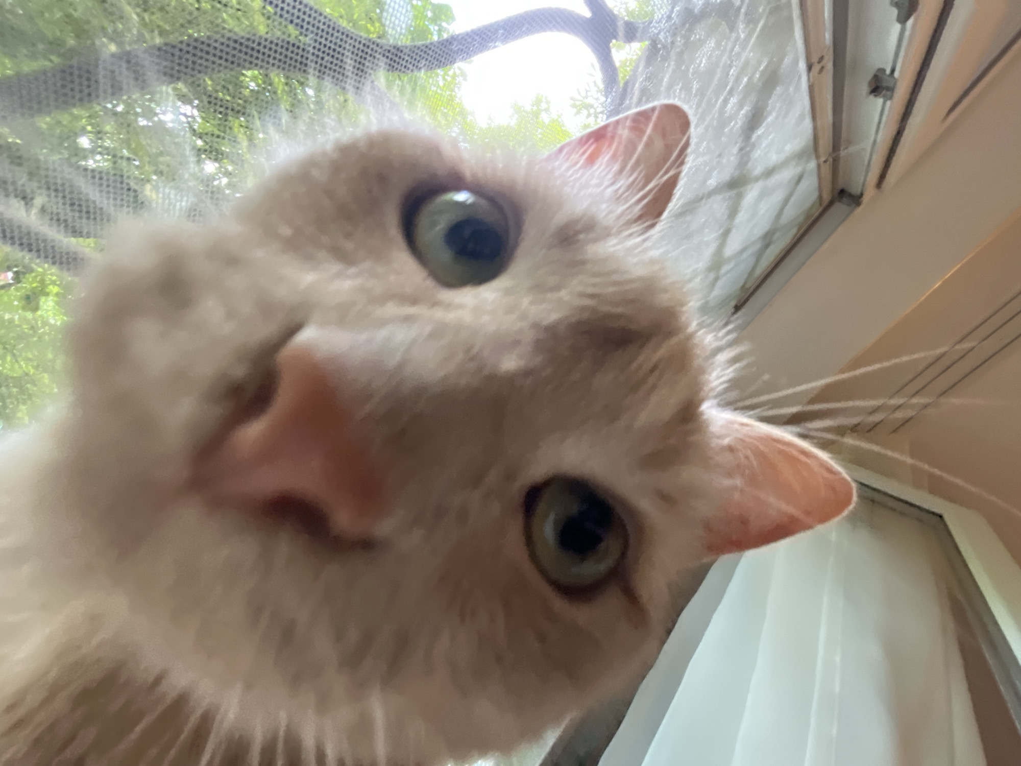 A close-up, low-angle, first-person perspective shot shows the face of an orange tabby cat. The cat's green eyes are wide open, and its pink nose is prominent. The cat's fur is a light orange color. The background is blurry, showing a screen with a pattern of small holes and a hint of green foliage and sunlight, suggesting the cat is looking out of a window or through a screen door. The upper portion of the image shows a beige ceiling and window frame. The overall lighting is bright, indicating it is daytime.