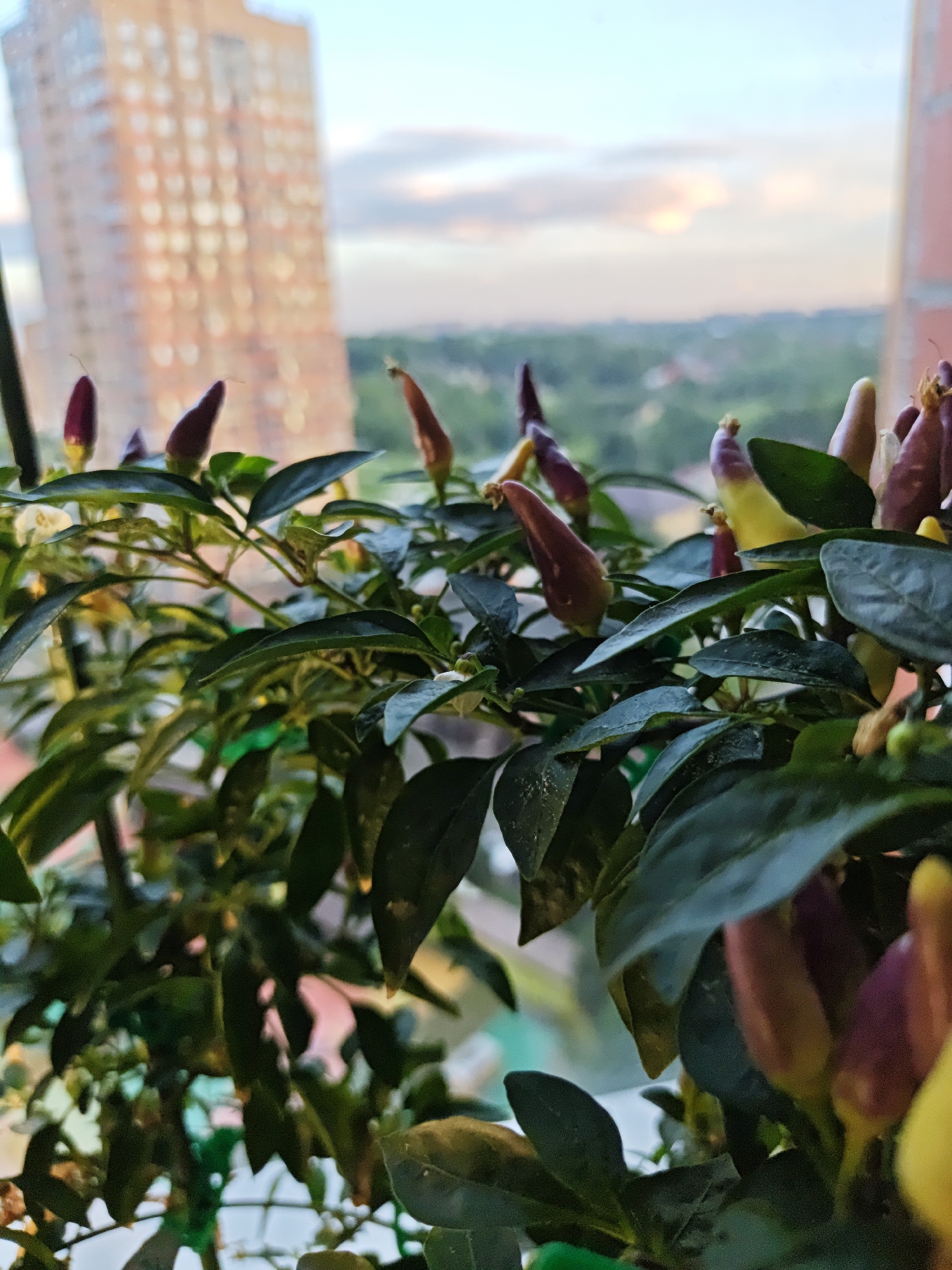 The image shows a close-up of a chili pepper plant with several small, colorful chili peppers in various stages of ripeness. The peppers appear to be a mix of purple, red, and yellow, with some showing a gradient of color. The plant has dark green, glossy leaves. In the blurred background, a tall, light-colored building and a hazy, green landscape can be seen, suggesting an urban or suburban setting. The sky above is a soft blue with hints of pink and orange, indicating either sunrise or sunset. The overall lighting suggests it is either early morning or late evening. The image seems to capture a moment of quiet observation of the plant's growth against a broader backdrop. There is no visible text in the image.