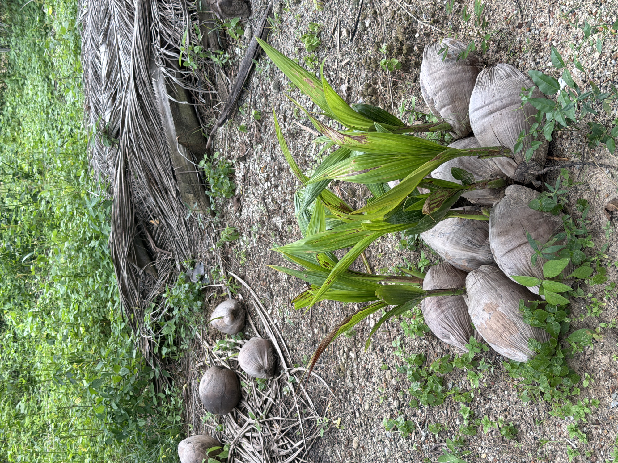 A cluster of coconuts, some sprouting young green shoots, lies on the sandy ground in Bang Muang, Thailand. The coconuts are dry and brown, with a fibrous outer husk. The sprouts are a vibrant green, with long, slender leaves. In the background, dry palm fronds are piled up, and lush green foliage forms a dense canopy. The overall scene suggests a natural environment where coconuts are growing.