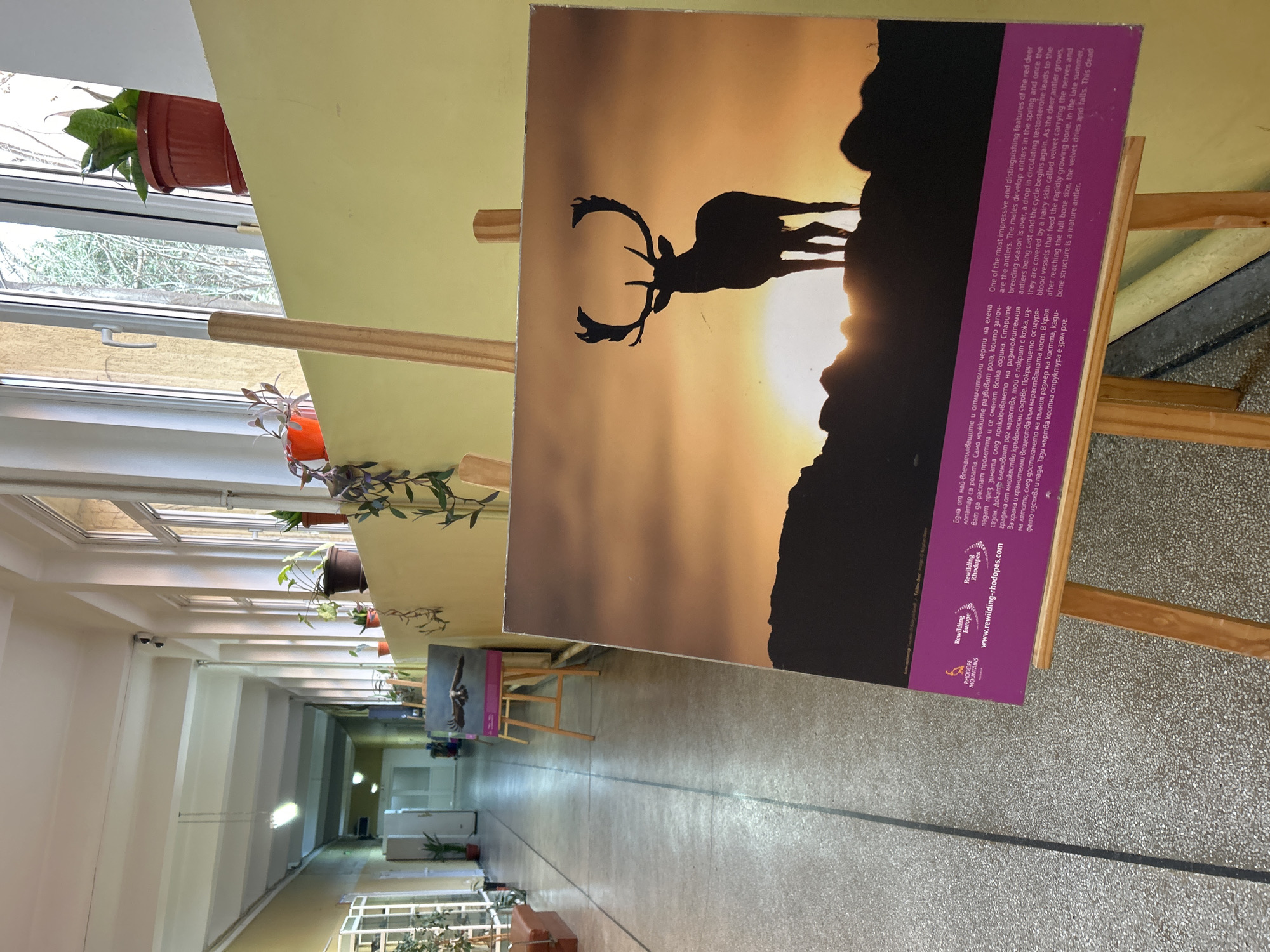 The image depicts an exhibition in a long, indoor hallway likely within a public building in Plovdiv, Bulgaria. The hallway is lit by overhead lights and has windows along the left side, lined with potted plants. The floor is tiled.
The main focus is a photograph of a stag or deer silhouetted against a golden sunset sky, displayed on a wooden easel. The photo features text, presumably in both English and Bulgarian, about the deer's antlers and the organization "Rewilding Rhodopes." Additional easels with photos are visible further down the hallway, suggesting a sequence of displays.