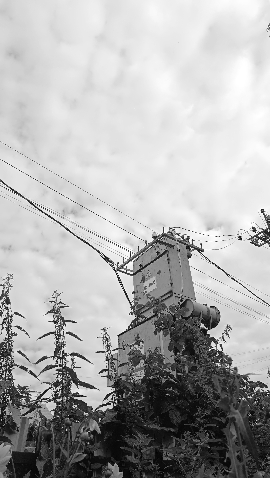 A black and white, low-angle shot captures an outdoor scene in the city of Karsha, Russia, focusing on a large, gray electrical transformer. The transformer, which appears to be mounted on a pole, is partially obscured by tall, leafy plants and vines in the foreground. Several overhead power lines stretch across the frame against a cloudy sky. Text is visible on the transformer, including "PV-10kB" and "№ 1007." The surrounding environment appears to be an urban or semi-urban area with vegetation and utility infrastructure. There are no people or animals visible in the image.