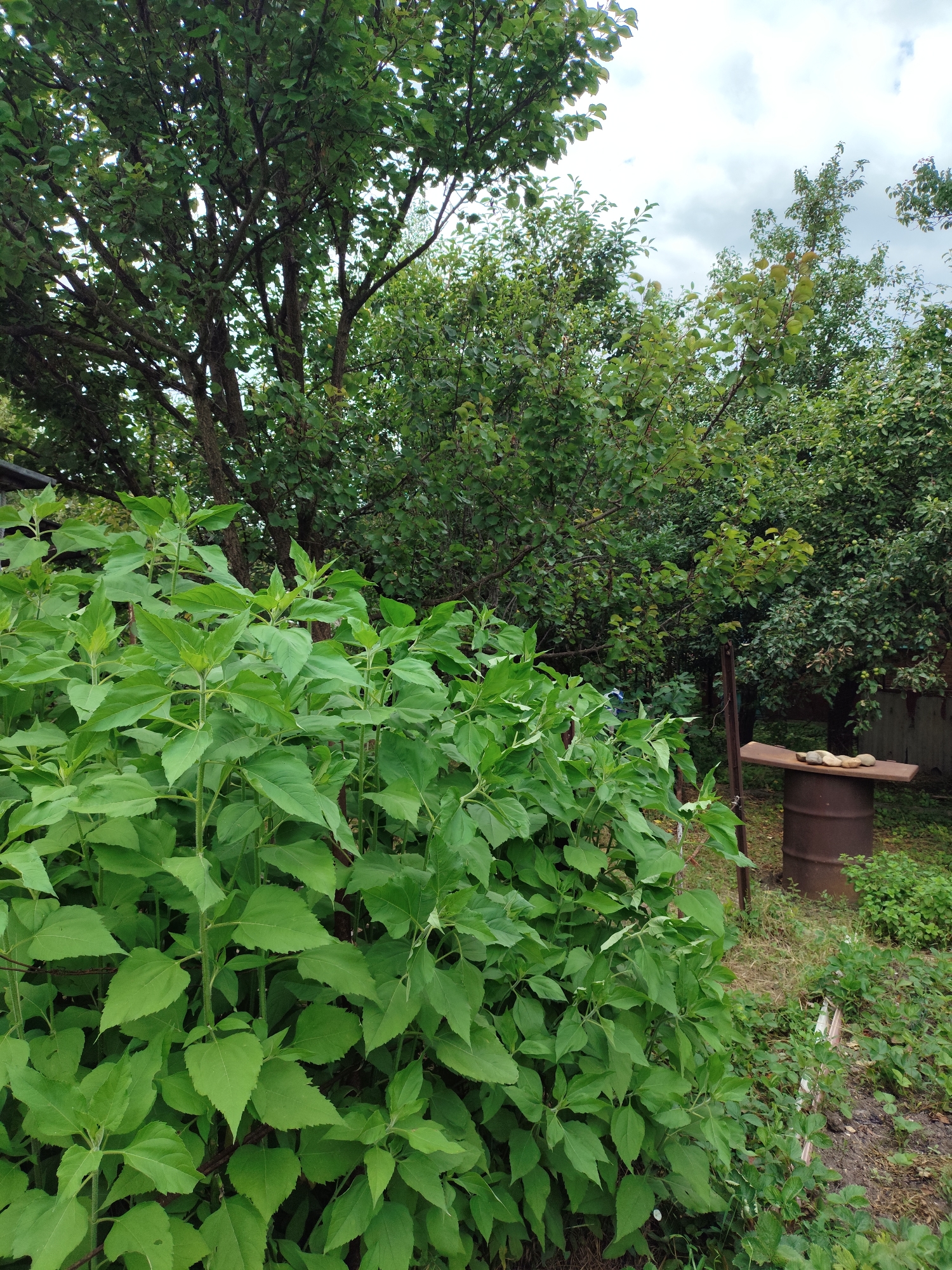 The image depicts a partially overgrown backyard in the city of Znamenskiy, Russia. In the foreground, a dense growth of large green plants, possibly sunflowers or a similar tall, leafy vegetable, dominates the left side of the frame. These plants have broad, heart-shaped leaves and thick stems.
Behind these plants, a mature tree with a visible trunk and many branches covered in green leaves is situated. Further into the background, the scene opens up to reveal more dense foliage and trees, suggesting a natural or semi-wild area.
On the right side of the image, a rusty metal barrel stands upright. A flat piece of wood rests horizontally on top of the barrel, serving as a makeshift table. Several smooth, light-colored stones are arranged on this wooden surface. To the right of the barrel, there is a patch of dry grass and smaller green plants. A chain-link fence post is visible near the barrel, and a portion of a rusty metal structure, possibly part of a shed or fence, is visible behind the barrel. The sky above is overcast with gray clouds.