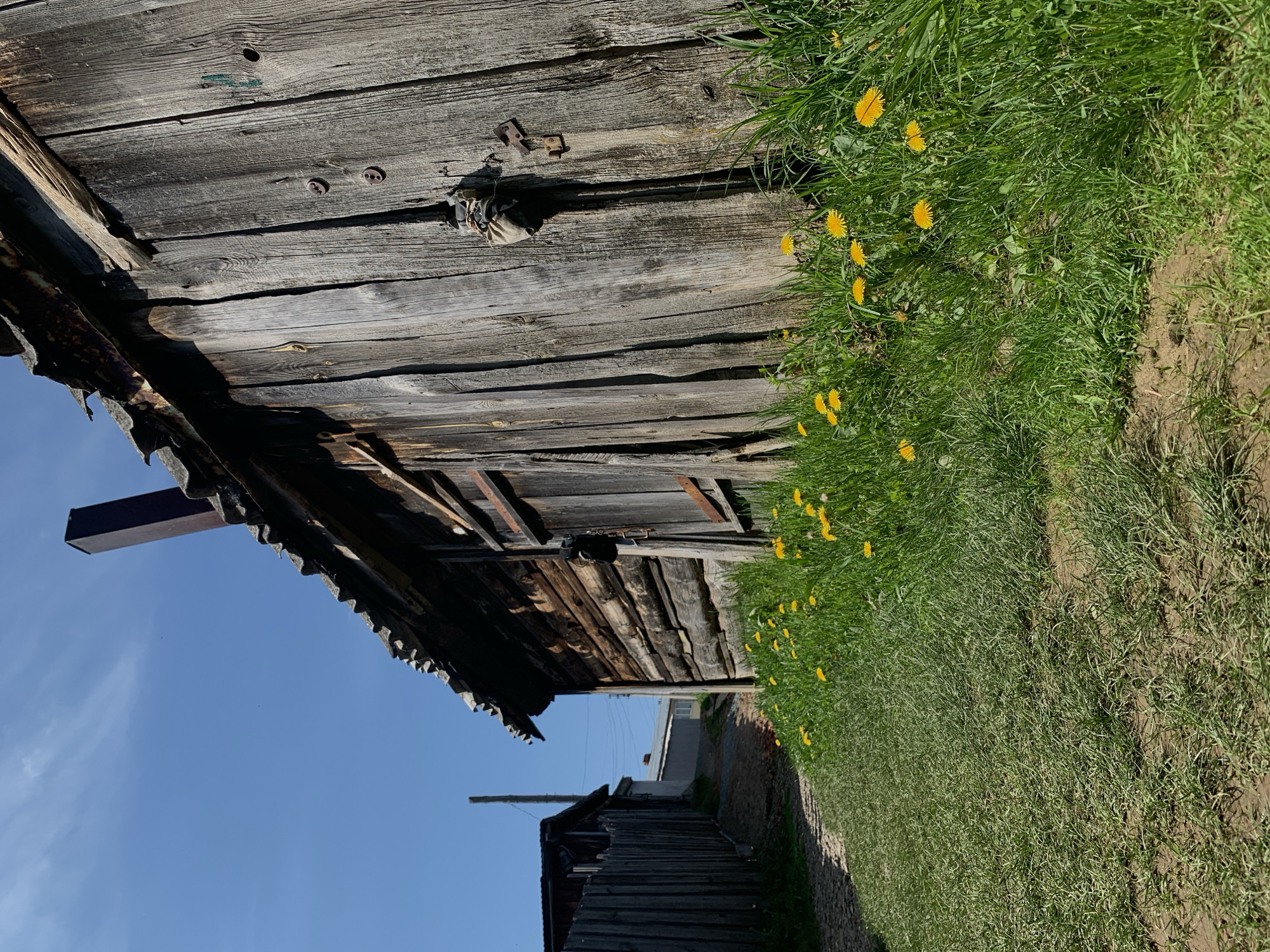 An exterior shot of dilapidated wooden structures in Фоки, Russia. The foreground features a weathered wooden building with a dilapidated roof, alongside a pathway edged with green grass and scattered yellow dandelions. In the background, a glimpse of a newer building can be seen, along with utility poles and wires. The sky is blue with minimal cloud cover.