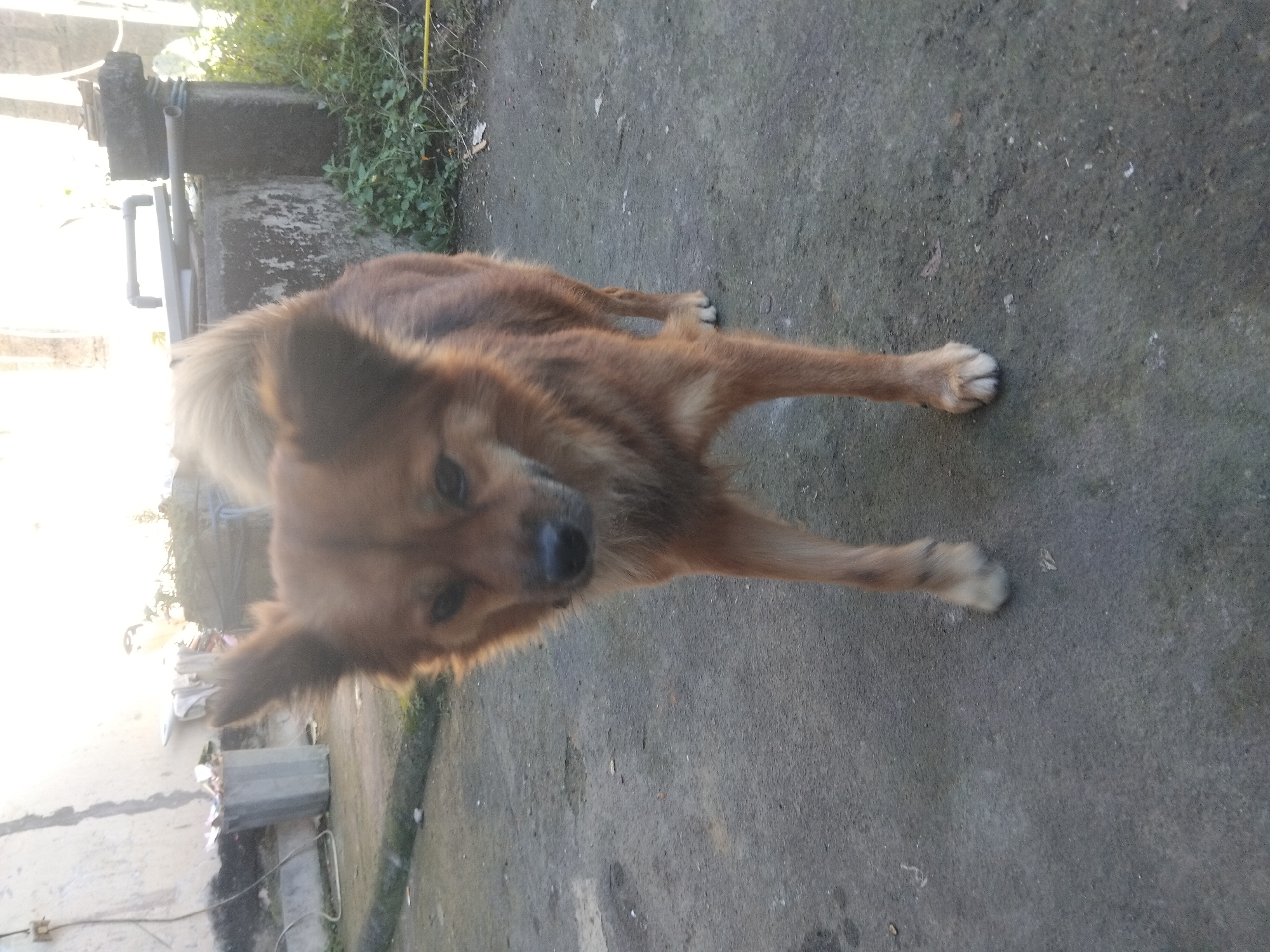 The image shows a medium-sized brown dog with a thick coat of fur. The dog is standing on a concrete surface that appears to be outdoors. There are some green plants and building elements in the background. The exact location within the city of Unknown, Unknown, is not discernible from the image.