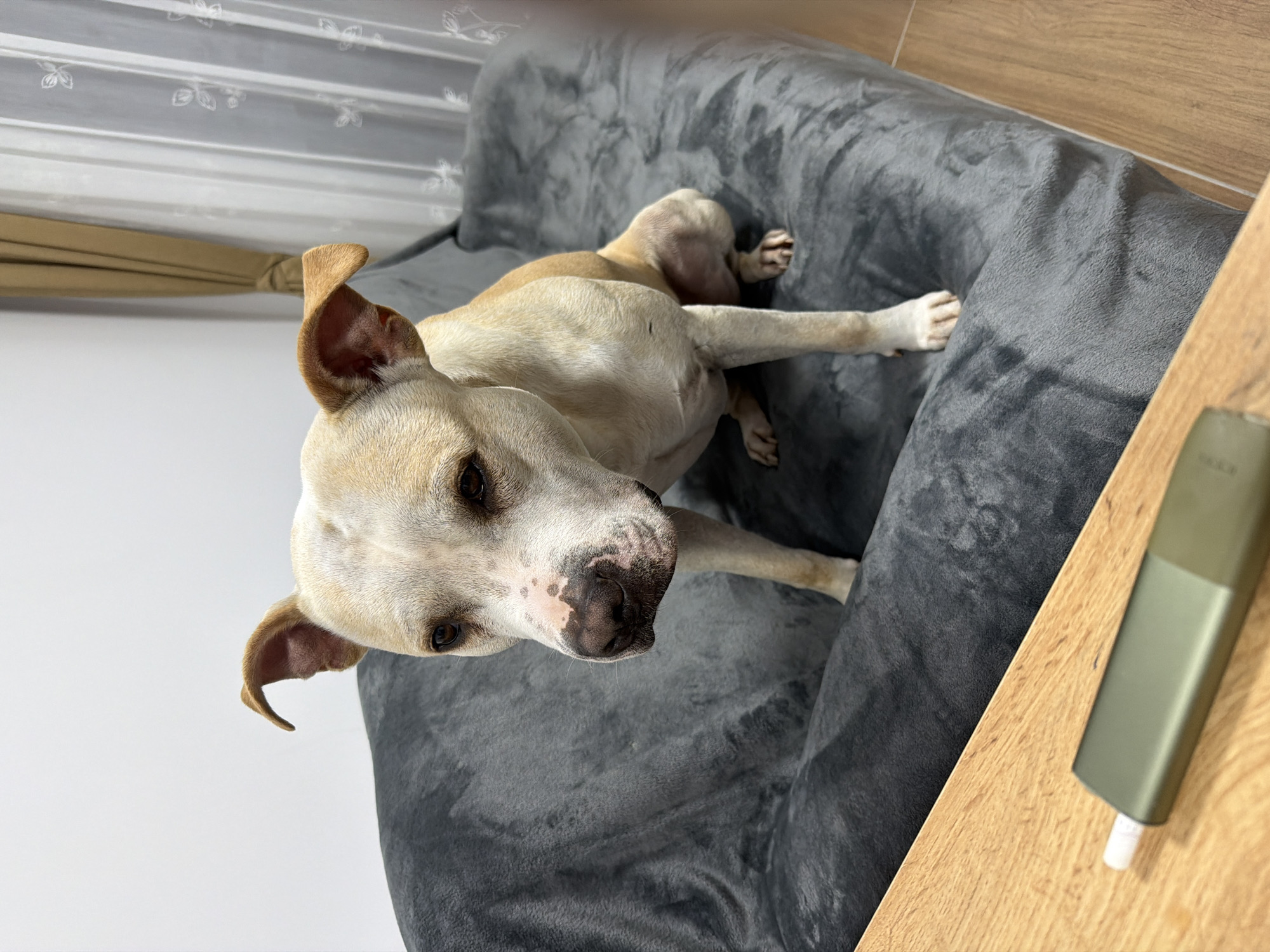 A light brown and white dog sits on a gray couch, with its ears perked up and looking to the left. The dog has dark eyes and a dark nose with some lighter brown spots on its muzzle. The couch is covered in a soft, plush fabric. In the foreground, a wooden table is visible with a dark green electronic smoking device resting on it. The background consists of a white wall and a light brown curtain with sheer white curtains behind it, suggesting an indoor setting, possibly a living room. The lighting is soft and diffused. The scene does not provide any specific indicators of its location within the city of Plovdiv, Bulgaria.