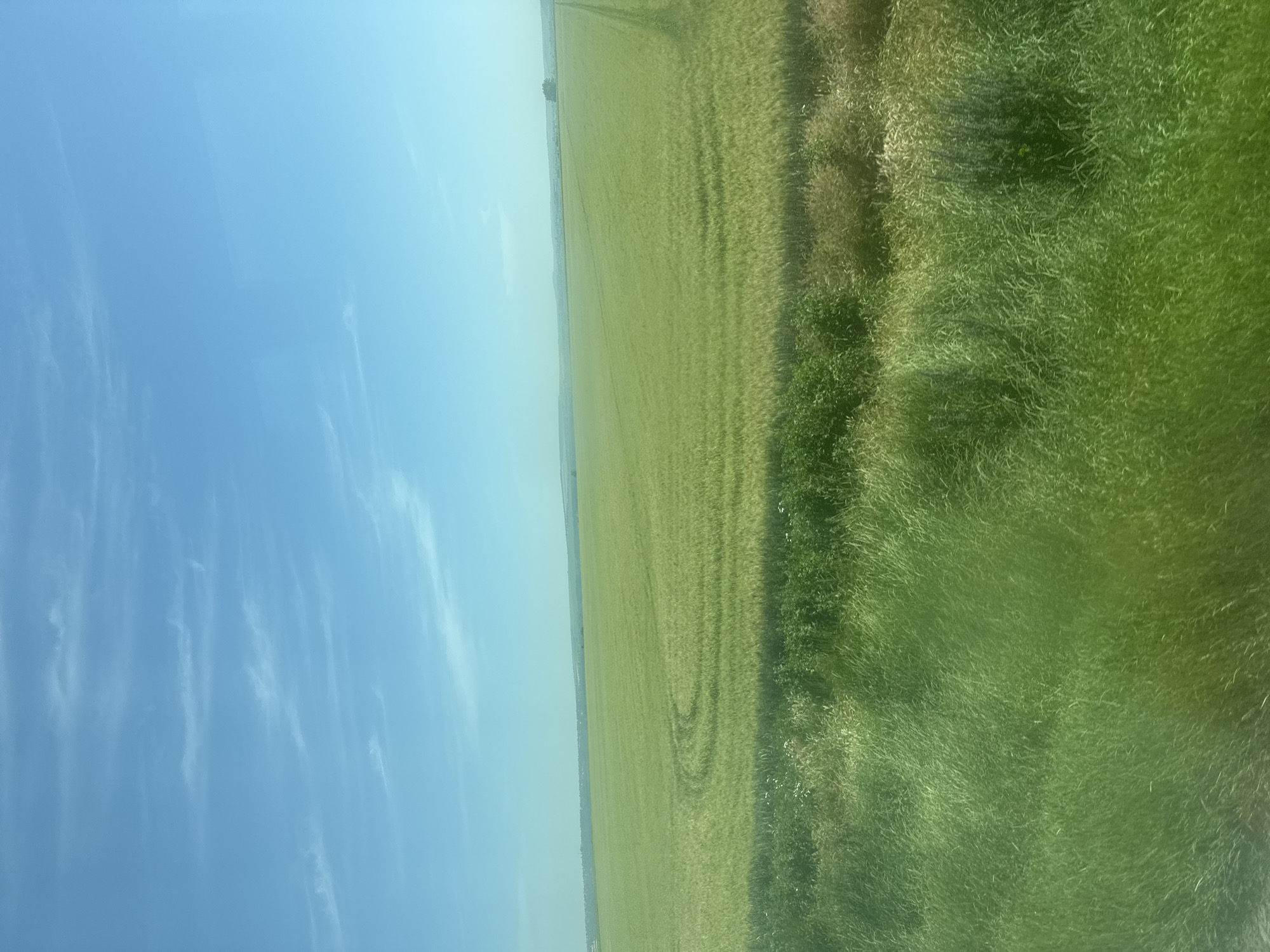 The image displays a vast, green agricultural field under a clear blue sky with scattered wispy clouds. The field is characterized by its uniform green color, suggesting crops like wheat or barley, with visible patterns indicating recent plowing or tractor activity. In the foreground, a dense strip of tall, green grass and wildflowers runs horizontally across the bottom of the frame, creating a natural border. In the distance, a subtle treeline and hints of rolling hills are visible, along with what appears to be a few scattered buildings and a single tree. The overall impression is one of a rural, open landscape bathed in daylight. The location is identified as Unknown, Unknown.