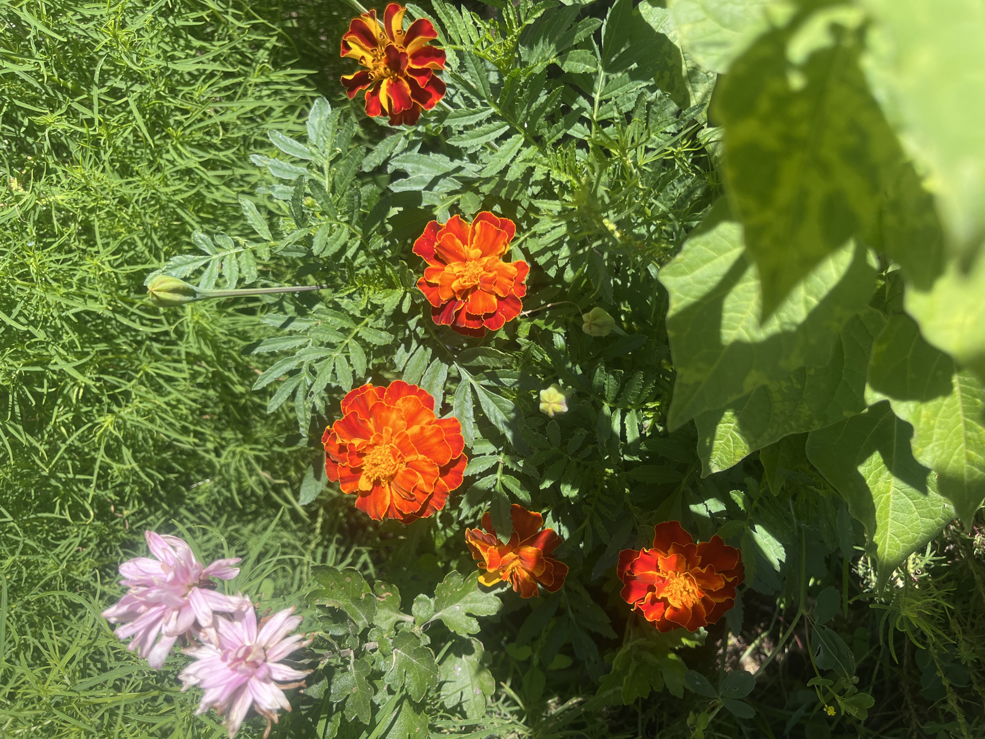 The image shows a close-up, top-down view of a flowerbed with a variety of flowers and greenery. The dominant flowers are bright orange and red marigolds, some fully bloomed and others in bud. There are also a few pale pink flowers, possibly asters, with delicate, slightly wilted petals. The marigolds have ruffled, layered petals with vibrant orange centers and reddish-brown edges. The greenery consists of feathery, grass-like plants and broader, lobed leaves, casting dappled shadows from the sunlight. The scene appears to be outdoors, in a garden, possibly in the Дунілавіцкі сельскі Савет region of Belarus, given the context. There are no people or animals visible in the image. The overall impression is one of a sunlit, natural garden setting.