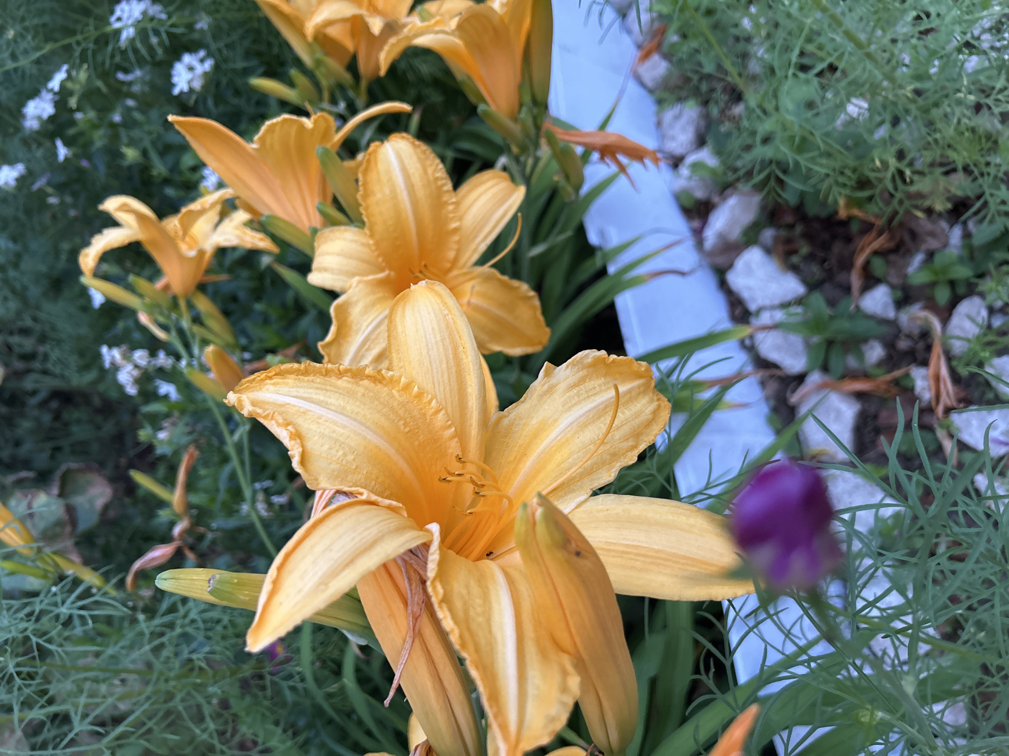 A cluster of bright orange daylilies dominate the foreground and midground of the image, their petals unfurling towards the viewer. Some of the lilies are in full bloom, showcasing their delicate stamens and pistils, while others are still in bud form. The flowers are set against a backdrop of lush green foliage and other, smaller white flowers. A blurred purple bud can be seen in the lower left corner of the frame. The background also features a white edging that separates the garden from a rocky, mulched area. The image appears to have been taken outdoors in a garden setting, possibly in Noviy, Russia, given the context provided. There are no people or animals visible in the image.