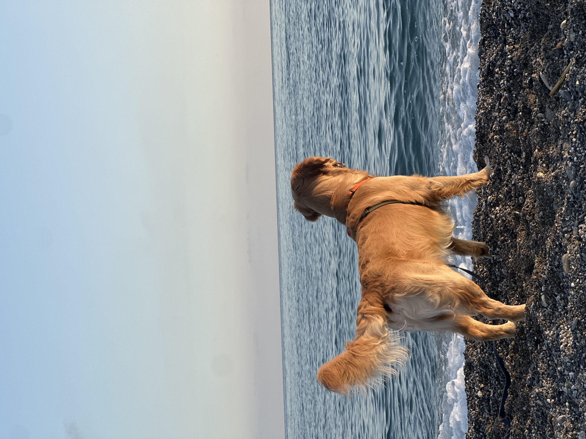 A golden retriever dog stands on a pebble beach, facing the sea, likely at a beach in Alanya, Turkey. The dog is wearing a harness. The sea is calm, with small waves breaking on the shore. The sky is clear and light. The dog is the primary subject of the image.