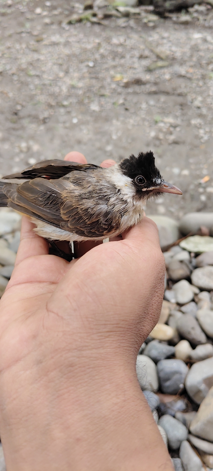 An outdoor scene in Dayah Tuha, Indonesia, depicts a small bird held in a human hand. The bird, a passerine with a prominent black crest, dark round eyes, and a small pointed beak, has ruffled plumage consisting of light brown, grey, and white feathers on its body, transitioning to darker brown on its wings. It is cradled in the palm and fingers of a light-brown skinned human hand, which exhibits visible skin creases. The hand appears to be gently but securely holding the bird. The background is out of focus. The immediate environment beneath and to the right of the hand comprises a ground surface covered with numerous smooth, irregularly shaped river pebbles and stones in shades of grey, white, and light brown. Further into the background, the ground transitions to a finer-grained, indistinct dirt or gravel surface with sparse, blurry green elements. The scene is illuminated by natural light, indicating daytime.