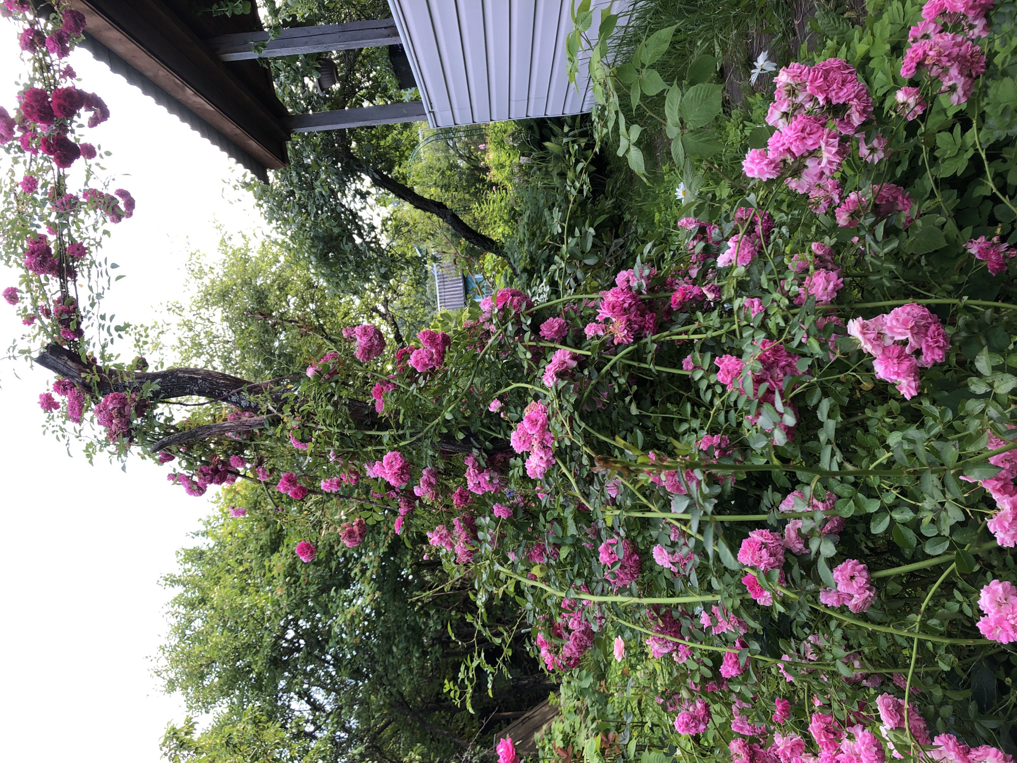 The image depicts a dense bush of pink roses in full bloom, cascading over a wooden structure and surrounding greenery. The roses are the primary focus, with their vibrant pink petals and numerous clusters. In the background, trees with lush green foliage are visible, suggesting an outdoor, garden setting. To the right, a portion of a white building with a corrugated metal roof is present, possibly a shed or a part of a house. A weathered wooden post, partially covered by roses, supports a section of the flowering bush. The overall impression is of a wild, overgrown garden, likely in a rural or suburban environment. The location is identified as Красная Пресня Снт, Russia.