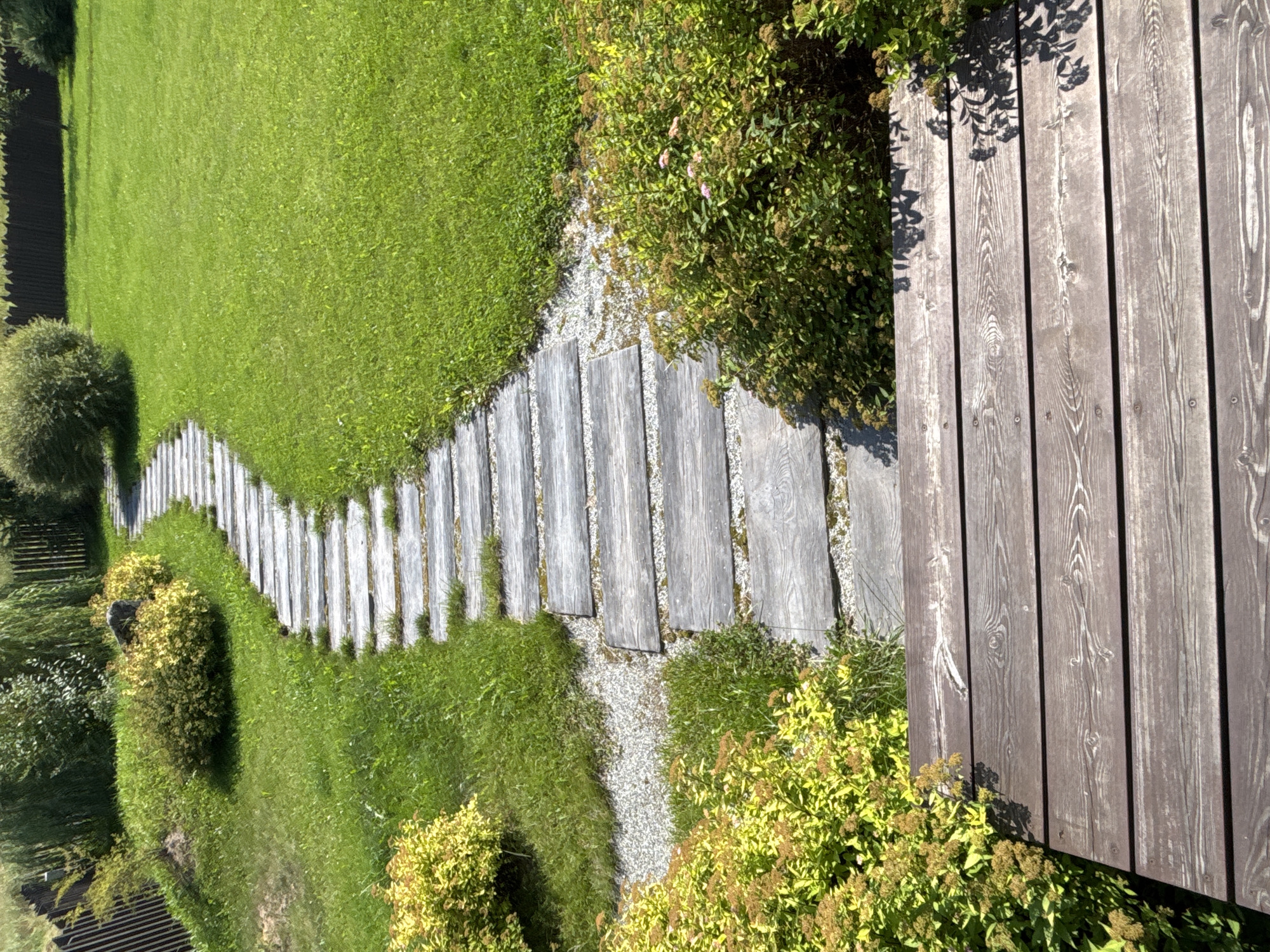 The image shows a garden path made of stone slabs leading through a lush green lawn in Zvenigorod, Russia. The path is bordered by manicured shrubs with bright yellow and green foliage on the left and a dense green bush with small pink flowers on the right. The lawn is well-maintained and appears to be recently mowed. A wooden deck is visible in the foreground, also made of planks. The scene is bathed in bright sunlight, casting shadows from the surrounding vegetation. A wooden fence and trees are visible in the background, suggesting a suburban or rural setting. There are no people or animals in the image.