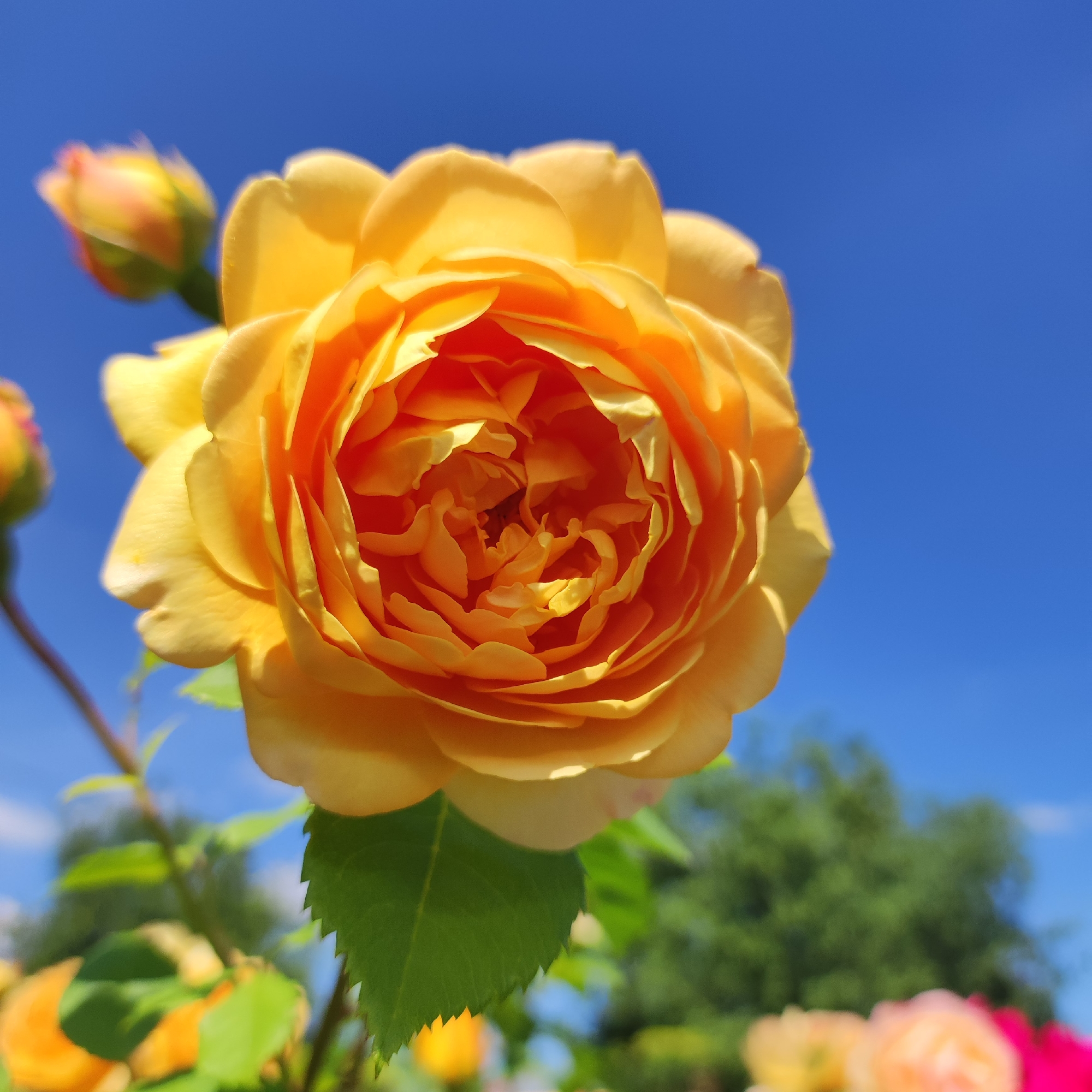 A close-up, low-angle shot captures a vibrant yellow rose in full bloom against a clear, bright blue sky. The rose, with its numerous layered petals, exhibits a rich, warm hue, transitioning to orange tones towards its center. A single green leaf with serrated edges is visible beneath the main bloom. In the background, several other out-of-focus elements are present: a blurred rose bud to the left, the green foliage of trees, and other indistinct flowers in shades of yellow and pink further in the distance. There are no people or animals visible in the image. The scene appears to be an outdoor garden, potentially a park or residential yard. The specific location in Navoloki, Russia, is not identifiable from the visual information provided in the image.