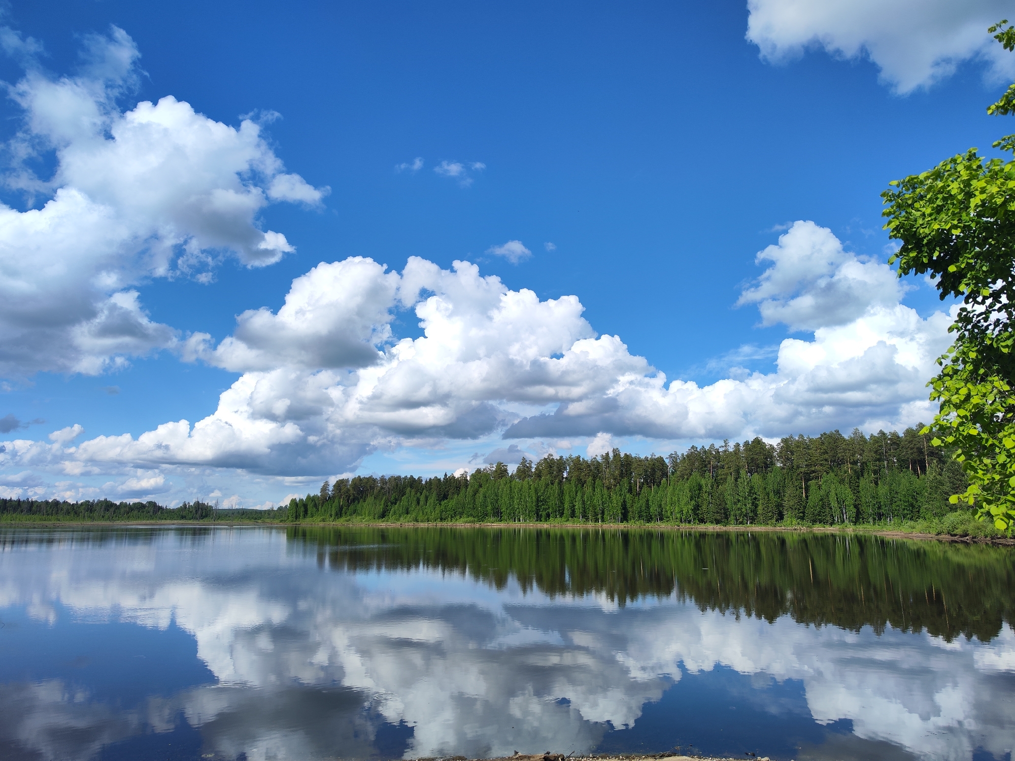 The image depicts a serene landscape of a lake reflecting a blue sky dotted with puffy white clouds. A dense forest lines the opposite shore of the lake, with green trees filling the horizon. In the right foreground, branches of a tree with vibrant green leaves extend into the frame. The location is Rusalevka, Russia.