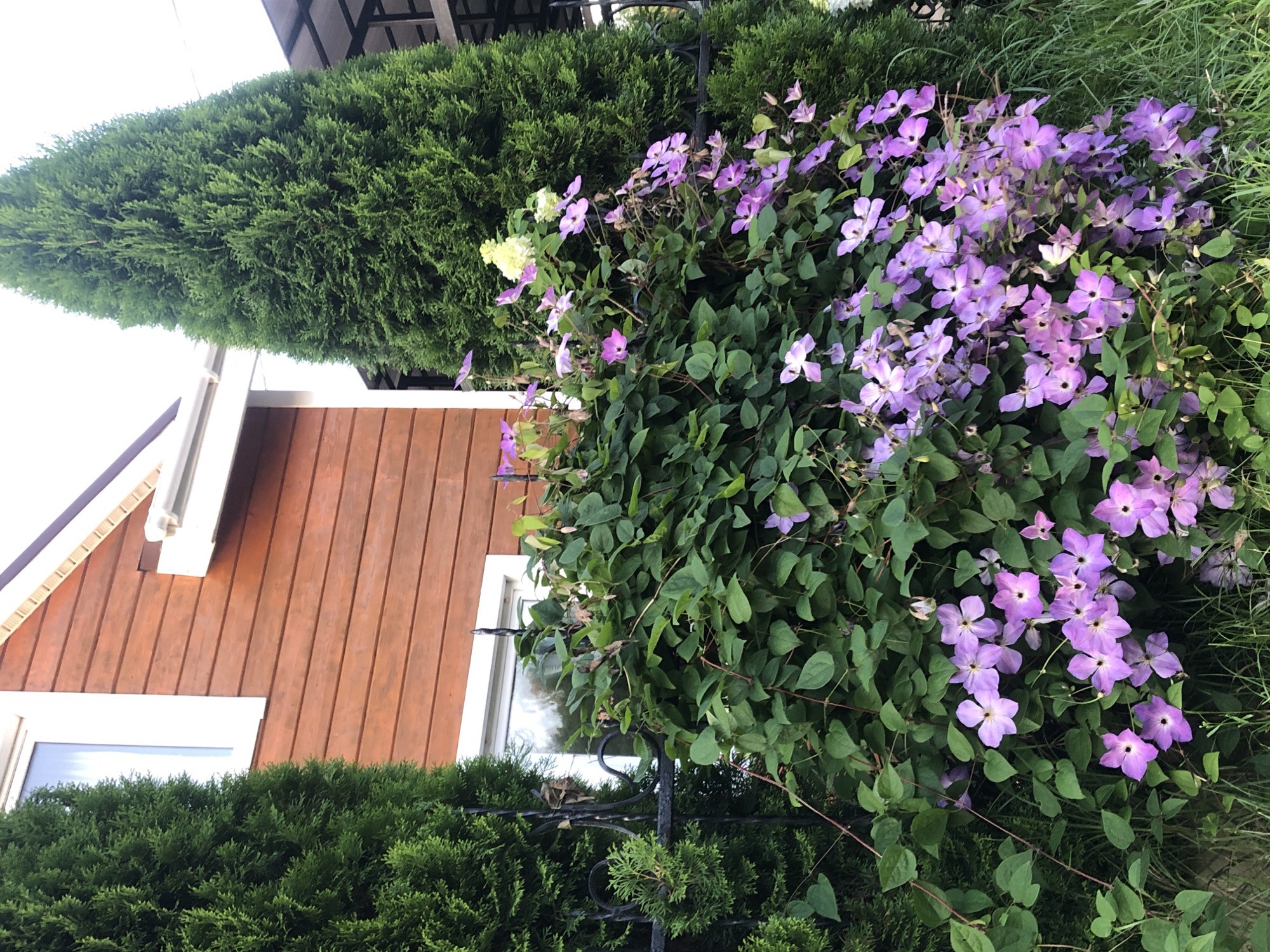 The image shows a close-up of a large cluster of purple clematis flowers blooming in front of a two-story house with brown wooden siding. The house has white trim around its windows. Two tall, conical green evergreen trees frame the house on either side. A black wrought-iron fence runs along the front of the property, partially obscured by the flowering vines. The scene appears to be outdoors, in a residential setting within the city of Krasnaya Presnya SNT, Russia. The lighting suggests it is daytime, possibly late afternoon. There are no people visible in the image.