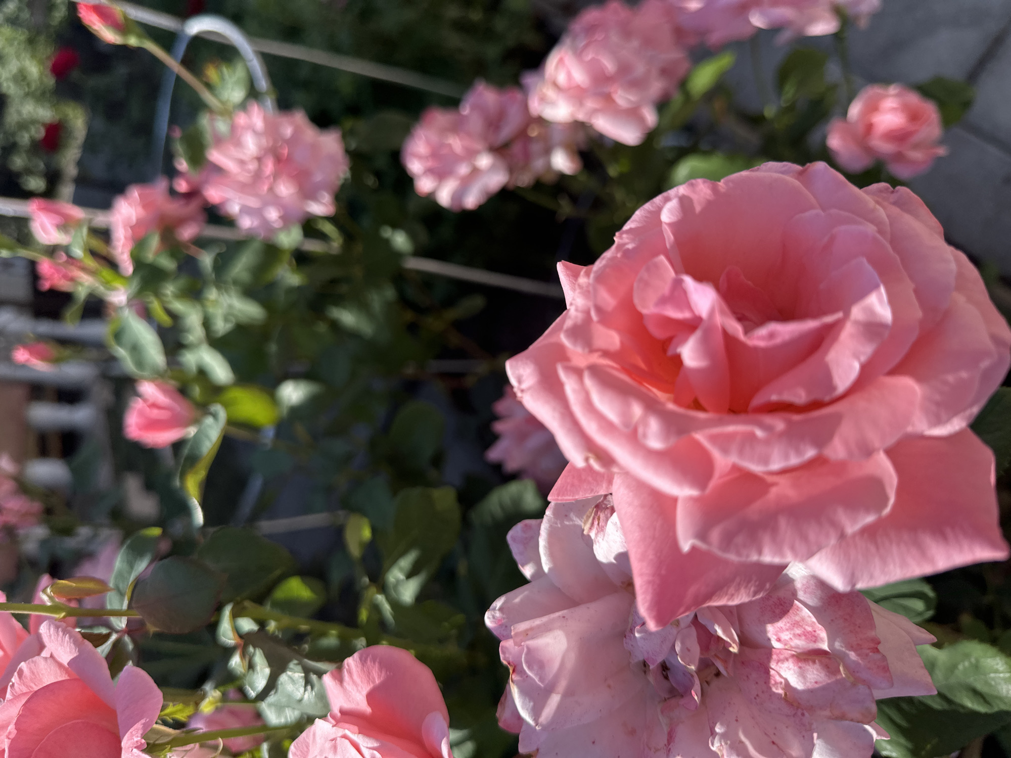 A close-up, low-angle shot captures a cluster of vibrant pink roses in full bloom, their petals unfurling in the sunlight. The foreground is dominated by two large roses, one in sharp focus with intricate petal detail and subtle pink speckles, the other slightly out of focus but equally striking. In the background, more pink roses and buds are visible, some softly blurred, interspersed with lush green foliage. The scene is set outdoors, with hints of a paved surface and a white picket fence suggesting a garden or yard environment. The image provides no direct information about the location in the city of Makiv, Ukraine, beyond the implication of it being an outdoor setting likely in that region.