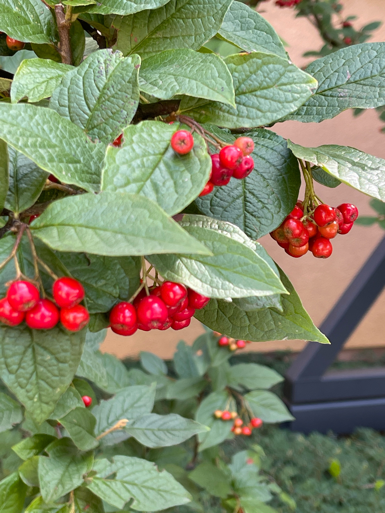 The image is a close-up, vertical shot of a Cotoneaster plant with abundant clusters of small, round, bright red berries against a backdrop of green, textured leaves. Several branches are visible, laden with berries. In the background, a blurred tan wall and a dark metal structure are discernible. The lighting suggests an outdoor setting, possibly a garden or park in Konstancin-Jeziorna, Poland. No people or actions are depicted. The focus is solely on the plant's fruit and foliage.