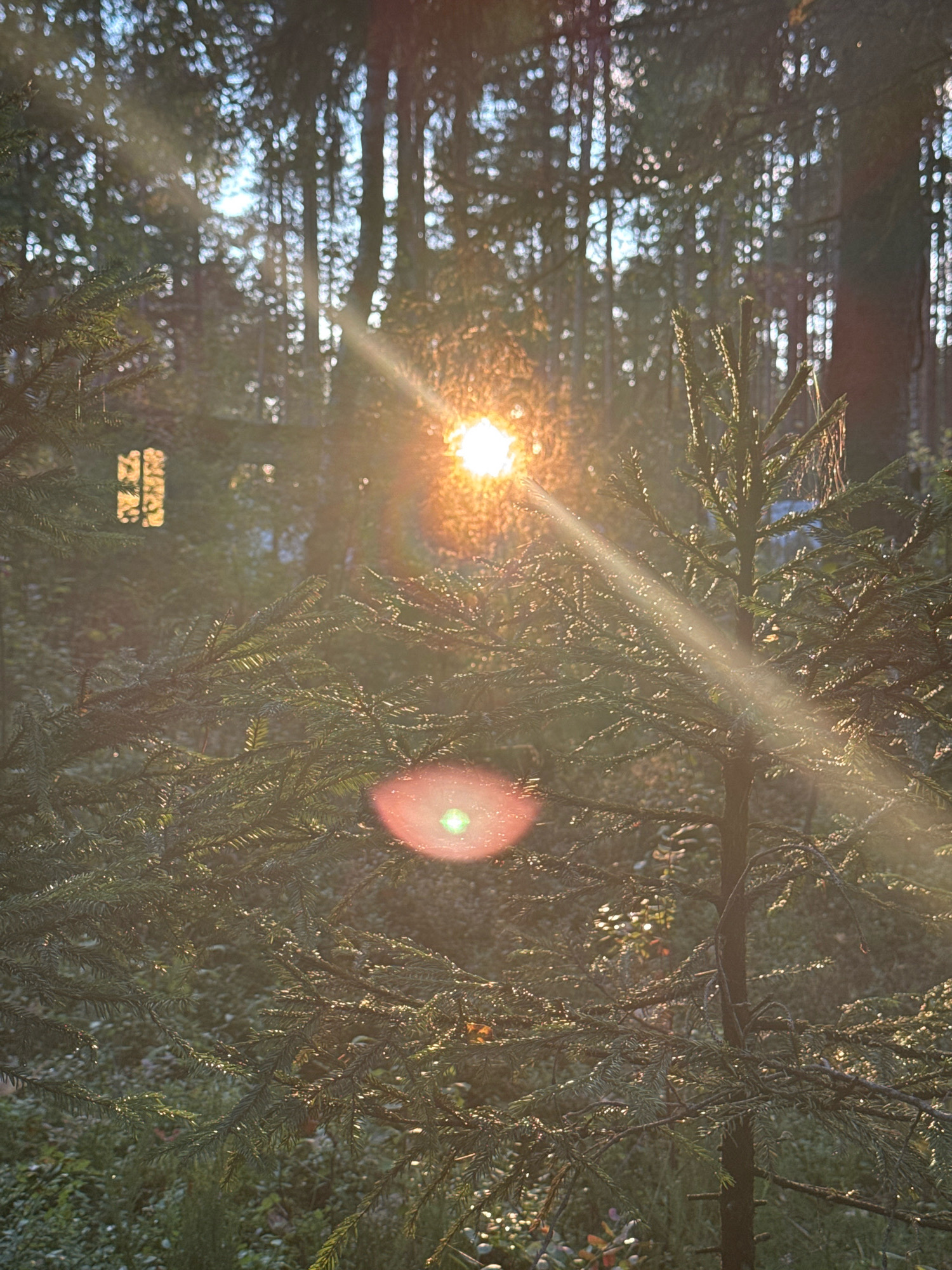 The image captures a sun-dappled forest scene, with the sun's rays piercing through the dense canopy of trees. The foreground is dominated by the branches of evergreen trees, their needles catching the light, creating a sparkling effect. A prominent sunflare or lens flare is visible as a bright, circular orb with a green center, positioned in the middle right of the frame. Another lens flare, this one elongated and reddish-pink, is visible in the lower right quadrant.
In the background, tall tree trunks form a natural vertical pattern against the brighter sky. The sunlight creates a luminous haze, softening the details of the forest floor and the trees further back. A small, rectangular opening or window-like structure with a grid pattern is faintly visible through the foliage in the mid-left of the image. The overall impression is one of a peaceful, natural setting bathed in warm, golden light. There are no people or animals present in the image. The scene appears to be a natural forest, not a specifically manicured park or garden. The image does not provide any direct information to confirm its location in Arfa, Russia.