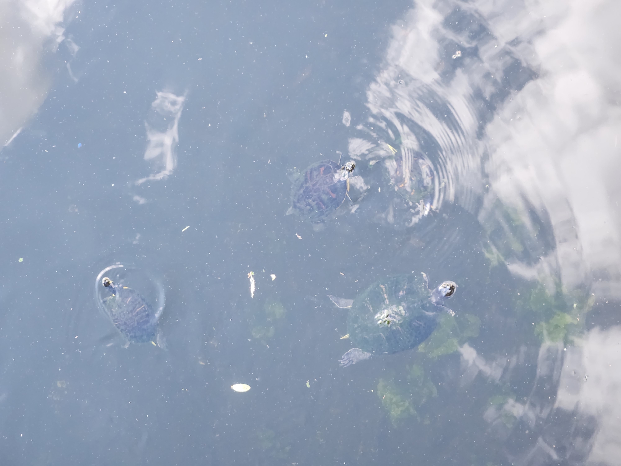 The image displays three small turtles swimming in a body of murky water. The water's surface is disturbed with ripples, suggesting movement from the turtles or wind. Reflections of clouds are visible on the water's surface, indicating an outdoor environment. The bottom of the water appears to have some submerged green vegetation and debris. The overall scene is captured from an overhead perspective. The location is the city of Maitland, United States of America.
