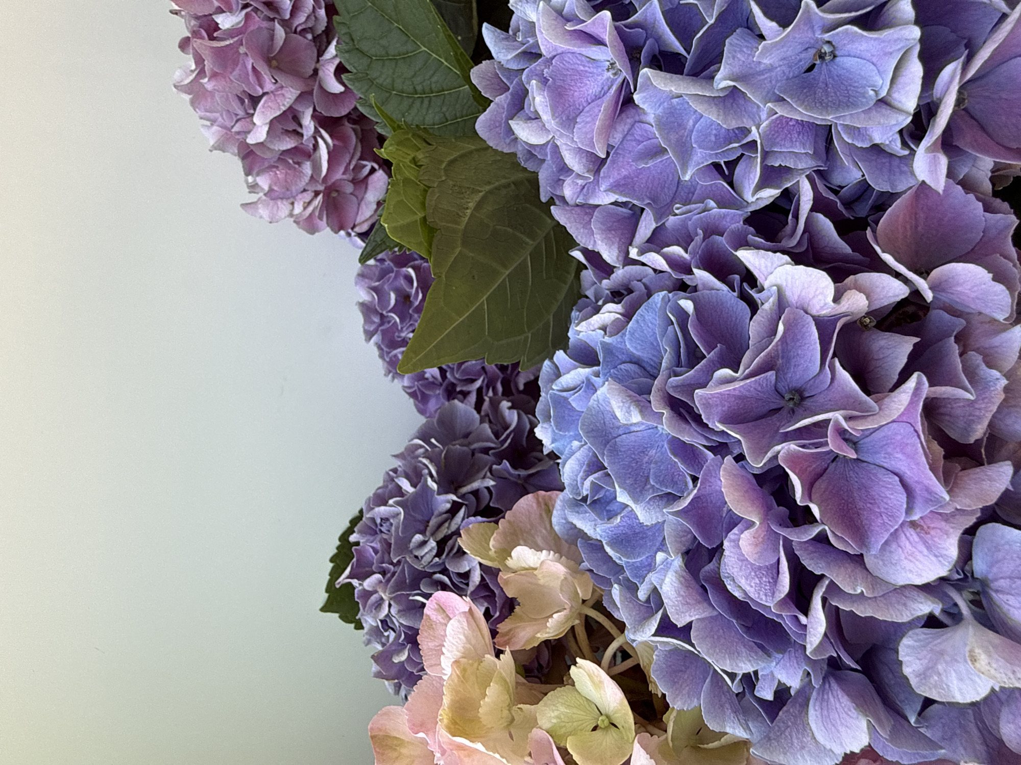 This is a close-up, eye-level, indoor, still life photograph of a bouquet of hydrangeas. The flowers are primarily in shades of purple, blue, and a subtle pinkish-yellow. The arrangement is dense, with the petals of the large, clustered flowers filling most of the frame. Some green hydrangea leaves are visible amongst the blooms. The background is a plain, light mint green wall. There is no indication of a specific location in Bad Sachsa, Germany.