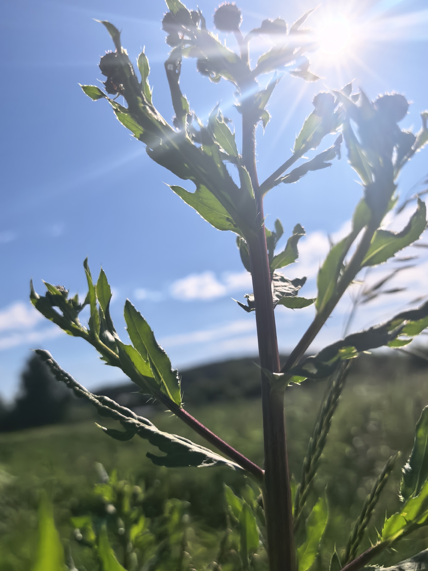A close-up, low-angle shot captures a plant with jagged green leaves and a reddish stem reaching towards the bright sun. The sun is positioned in the upper right corner, creating a lens flare that beams across the blue sky, which is dotted with a few white clouds. The background shows a blurred green field and a faint outline of a hill. The image appears to be taken outdoors in a natural setting, possibly a field or meadow.