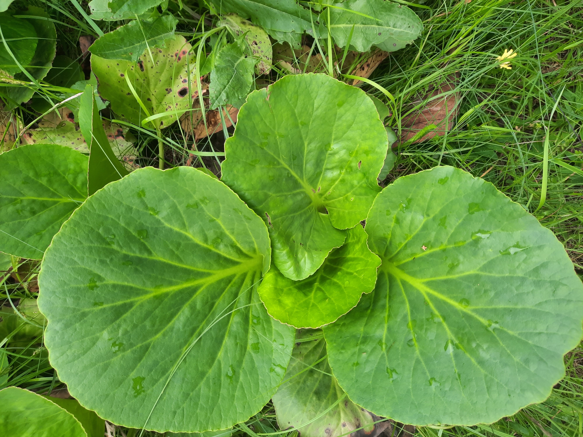 This is a close-up, top-down shot of several large, vibrant green leaves from a plant, possibly a species of Ligularia or Petasites, set against a backdrop of green grass, fallen brown leaves, and other foliage. The leaves are broad, with a slightly wavy, scalloped edge and prominent, lighter green veins radiating from the center. Some of the leaves are wet, with visible water droplets clinging to their surfaces. The grass is dense and appears somewhat overgrown, with a few blades reaching up between the leaves. A small, yellow wildflower is visible in the lower right portion of the image, peeking through the grass. The overall scene suggests an outdoor, natural environment, likely in a park or garden setting within the city of Parėčča, Belarus. There are no people or animals visible in the image, and no specific actions or interactions are depicted. The lighting is natural and diffused, creating soft shadows.
