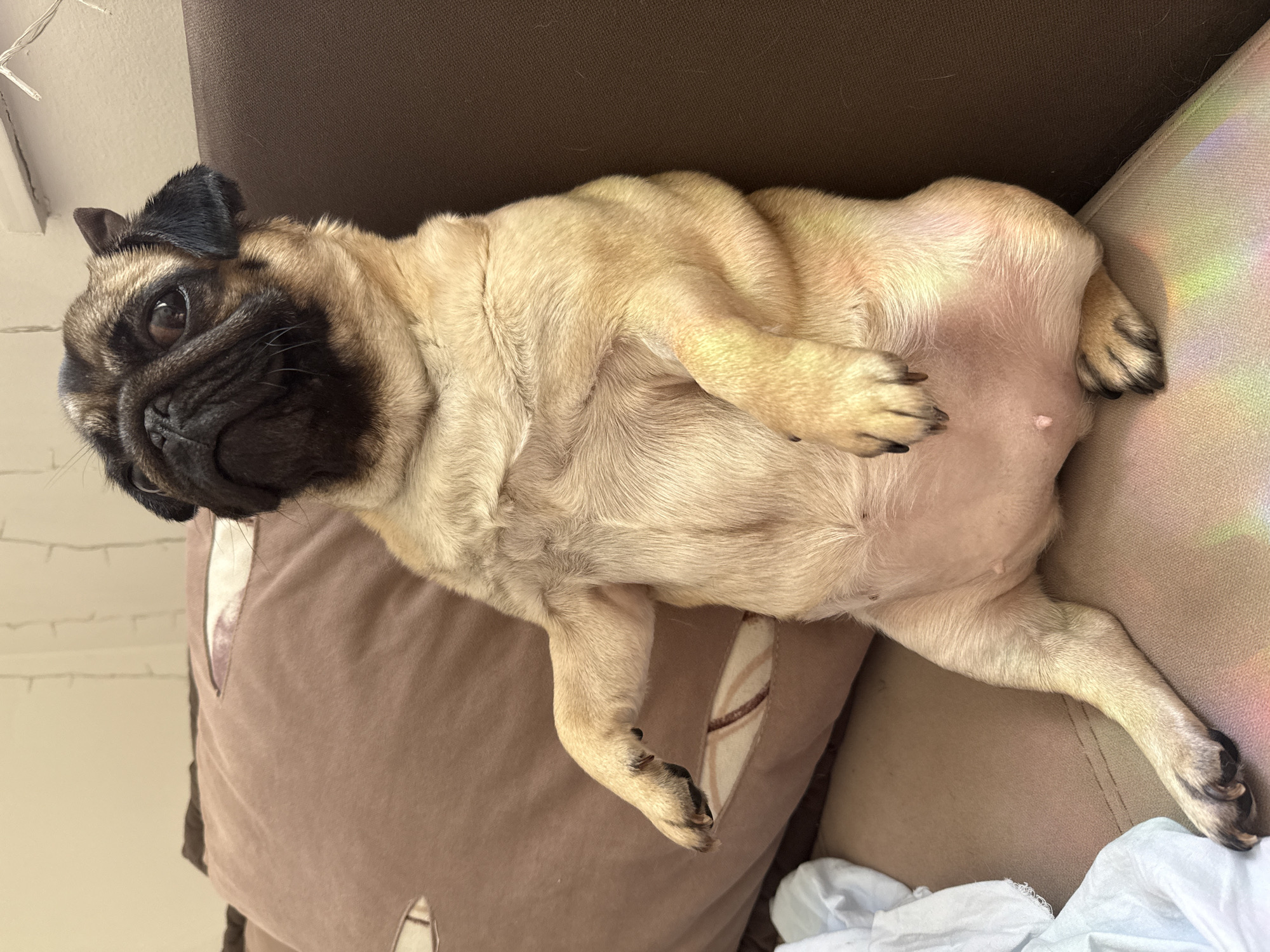 A fawn-colored pug sits upright on a sofa, its front paws resting on its belly. The pug's head is tilted upwards and to the left, with its dark eyes looking in that direction. Its short, wrinkled snout and distinctive black mask are prominent features. The dog is positioned in front of a brown upholstered sofa, with a light brown pillow visible behind it. A white cloth is draped to the left of the pug, and a subtle rainbow-colored reflection is visible on the lower right side of the sofa. The background appears to be a wall with some decorative string lights. The setting is indoors, on a sofa.