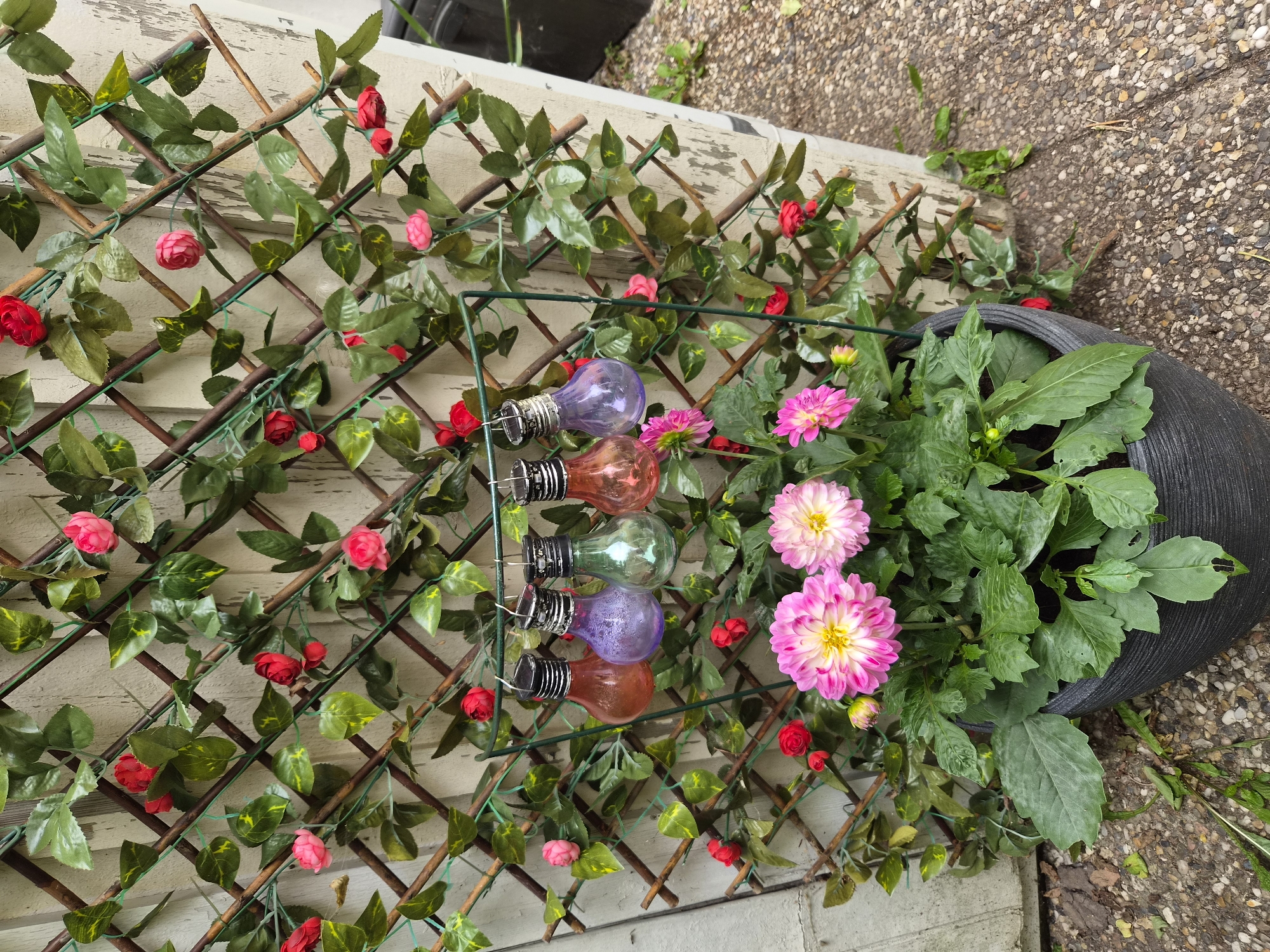A close-up, eye-level, outdoor shot captures a decorative arrangement against a weathered wooden fence and a gravel pathway. In the foreground, a black, textured pot holds vibrant pink dahlias with yellow centers and green foliage. Hanging from a green metal stand above the flowers are five solar-powered string lights shaped like colored glass bulbs: orange, purple, green, and two shades of pink or red. The lights are suspended against a backdrop of a wooden lattice covered in artificial green ivy and small red and pink rosebuds. The wooden fence behind the lattice appears weathered and painted white, with visible signs of age and chipping paint. The ground to the right is a rough gravel surface with scattered leaves. The scene is set in Heberg, Sweden, suggesting a garden or outdoor living space.