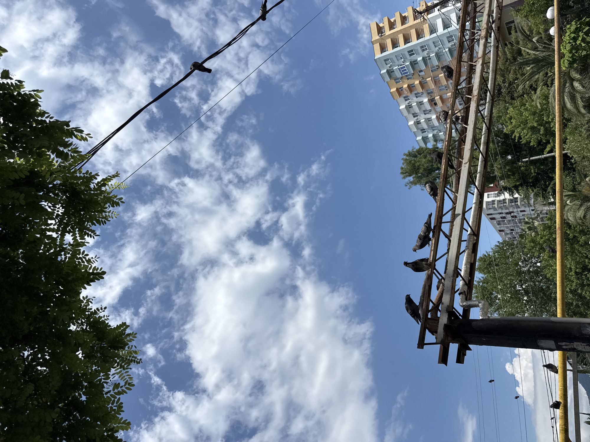 The image captures a segment of a city scene in Sochi, Russia, on a bright, cloudy day. The focus is on a series of pigeons perched on industrial metal structures and power lines, set against a backdrop of blue sky dotted with white clouds.
In the foreground, several pigeons are clustered on a rusty, multi-tiered metal frame, likely part of an old utility or construction apparatus. The structure is heavily weathered, with visible pipes and supports. Below this, a bright yellow railing runs horizontally.
Further in the distance, more pigeons can be seen on power lines, and some are flying. A collection of trees forms a green band across the middle ground, partially obscuring the lower floors of buildings.
Dominating the background is a tall, colorful apartment building with a striking palette of orange, yellow, and light blue facades. Its balconies are visible, and it appears to be a modern residential structure. Another, white, apartment building is partially visible to the left of the colorful one.
The overall environment suggests an urban setting with a mix of aging infrastructure and newer construction, characteristic of a developing coastal city like Sochi. The lighting indicates it is daytime, likely late morning or early afternoon, given the intensity of the sunlight. No people are visible in the frame.