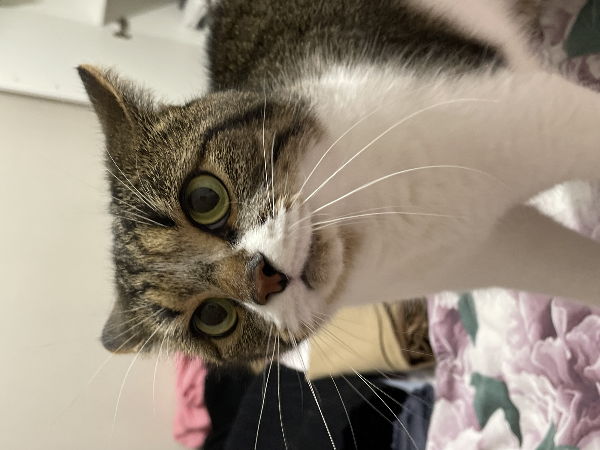 A close-up, downward-angled view features a cat with green eyes, brown and white fur, and long white whiskers. The cat appears to be indoors with a background showing items of clothing. There is no discernible location in Pervomaysky, Russia, visible in the image.