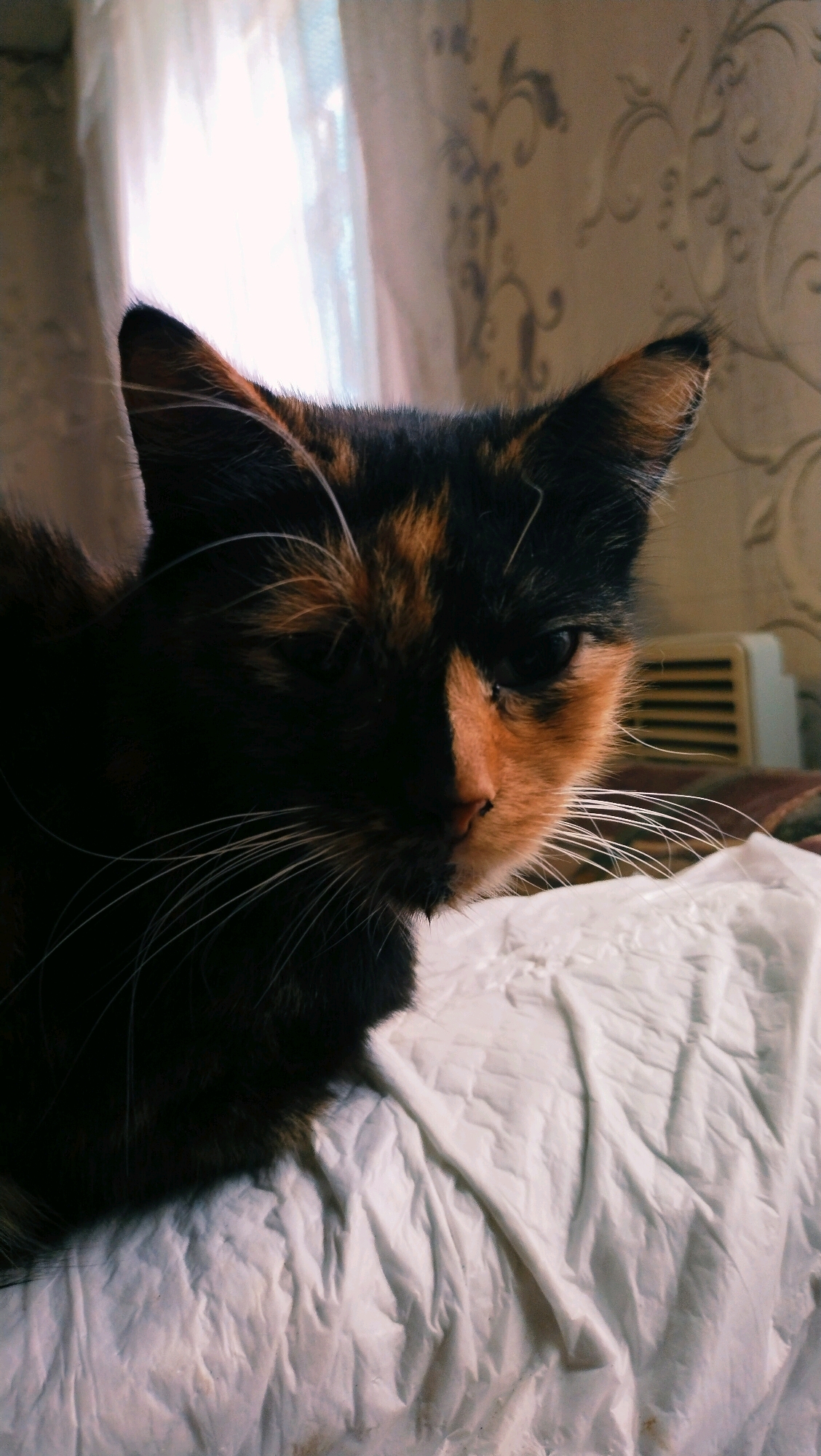 A calico cat is pictured in close-up, facing right, with its head slightly tilted. The cat's fur displays a mix of black, orange, and brown patches. Its whiskers are long and white. The cat is lying on a white, textured surface, possibly a blanket or bedspread. In the background, a window with sheer curtains is visible on the left, and a patterned wallpaper and a heating radiator can be seen on the right. The lighting suggests it is daytime, with light streaming in from the window. The image does not contain any information that could place it in Horishni Plavni, Ukraine.