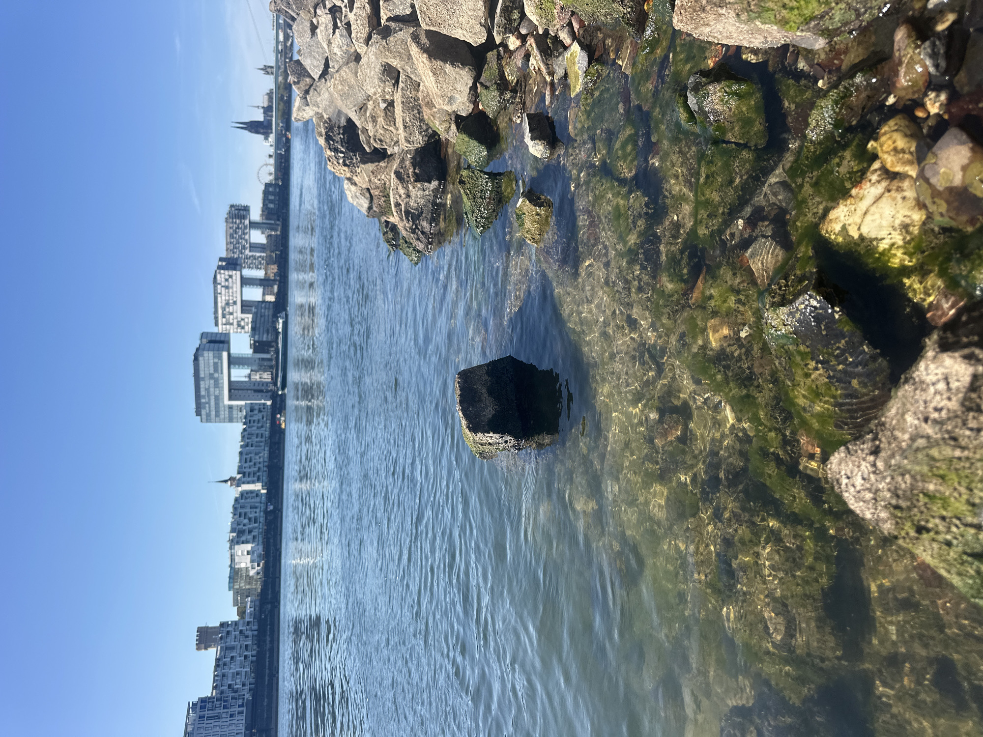 The image captures a waterfront scene in Cologne, Germany, specifically along the Rhine River. In the foreground, a rocky shoreline with visible algae-covered stones leads into the clear, shallow water. The water is relatively calm, with ripples reflecting the bright blue sky. The bottom of the river is visible in many areas, showing a mixture of sand, rocks, and aquatic vegetation.
In the background, the cityscape of Cologne is visible across the river. Prominent structures include the iconic Kranhäuser buildings, a modern architectural complex with its distinctive crane-like design. Further to the right, the Cologne Cathedral, a Gothic masterpiece, can be seen with its twin spires piercing the sky. Other buildings, including residential apartments and a Ferris wheel, form part of the urban skyline. The overall impression is a sunny day with good visibility, showcasing a blend of natural river elements and the historical and modern architecture of Cologne. No people are clearly visible in the frame.